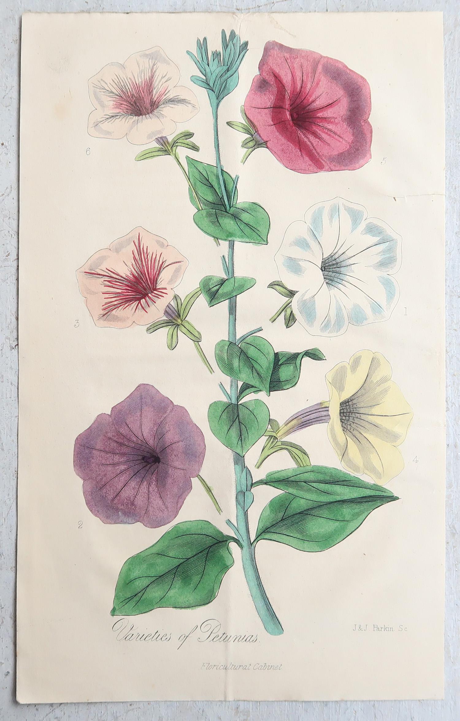Wonderful set of 12 botanical prints.

Beautiful pastel colours

Lithographs by Alfred Adlard, J.Parkin and D.Hayes

After C.W Harrison and Miss E.Hogg

Original hand color

Published, circa 1840

Unframed.

The measurement given is for one