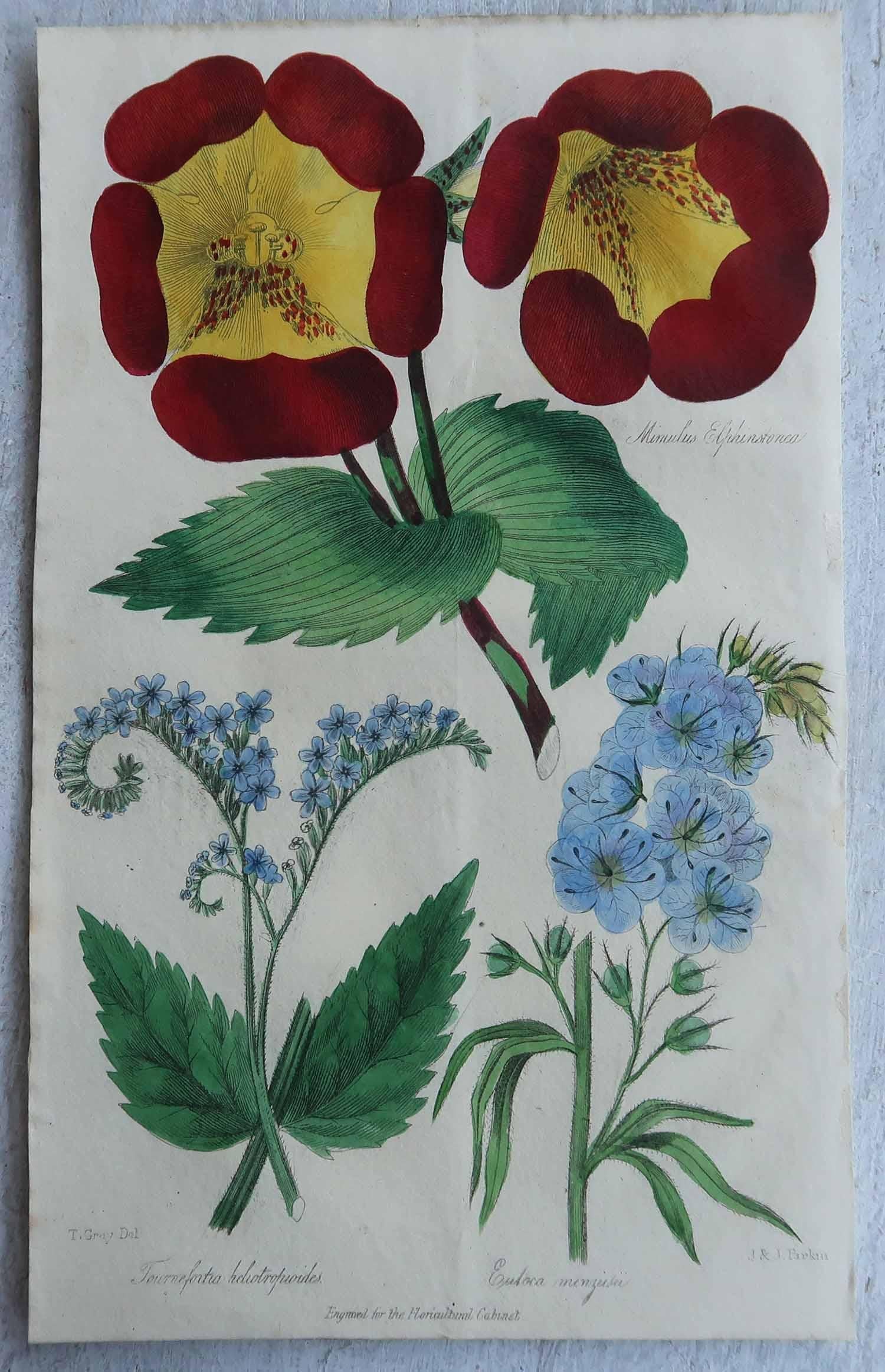 Wonderful set of 12 botanical prints.

Beautiful pastel colours

Lithographs by Alfred Adlard, J.Parkin and D.Hayes

After C.W Harrison and Miss E.Hogg

Original hand color

Published, circa 1840

Unframed.

The measurement given is for one