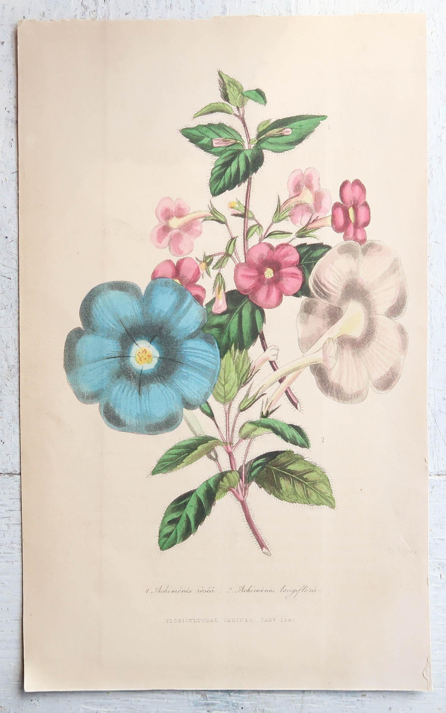 stampe botaniche originali