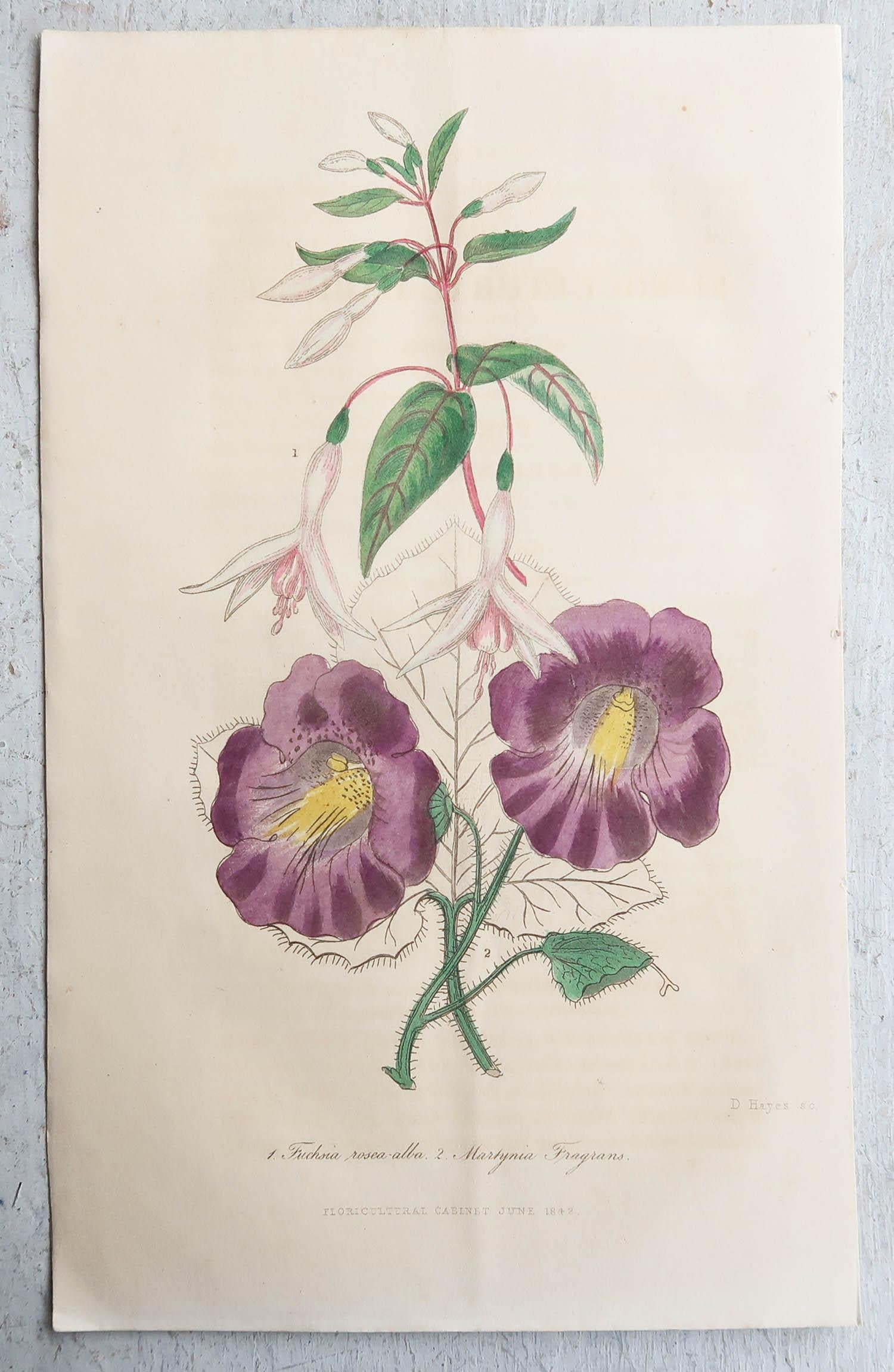 Chinoiserie Set of 12 Original Antique Botanical Prints, circa 1840
