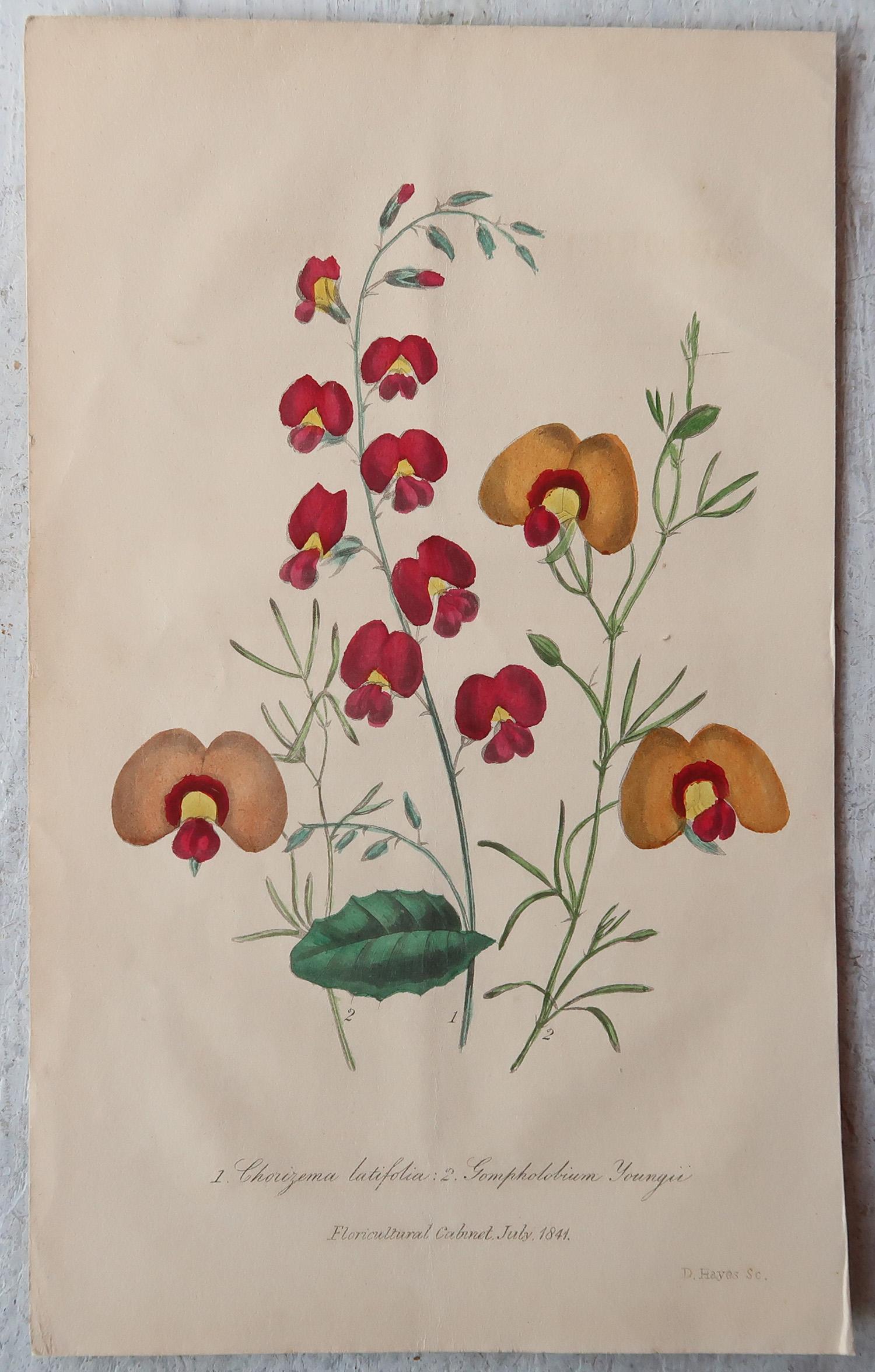 Chinoiserie Set of 12 Original Antique Botanical Prints, circa 1840