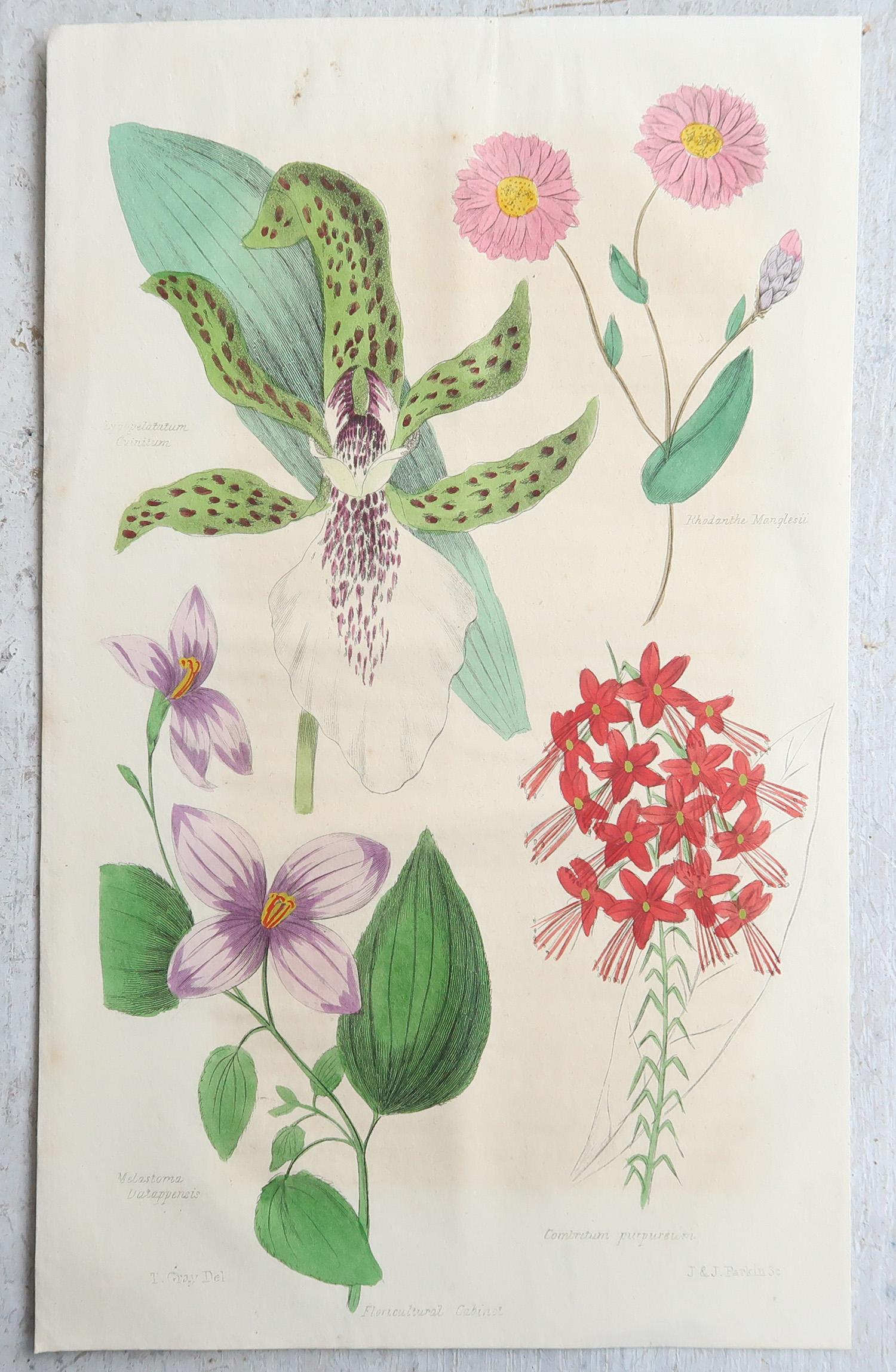 Set of 12 Original Antique Botanical Prints, circa 1840 (Chinoiserie) im Angebot