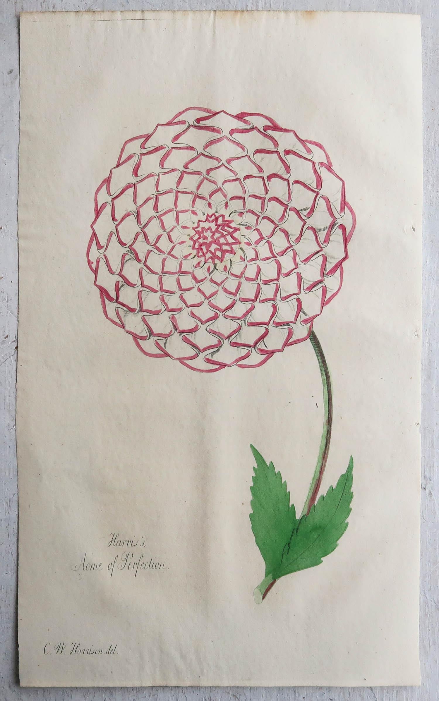 English Set of 12 Original Antique Botanical Prints, circa 1840