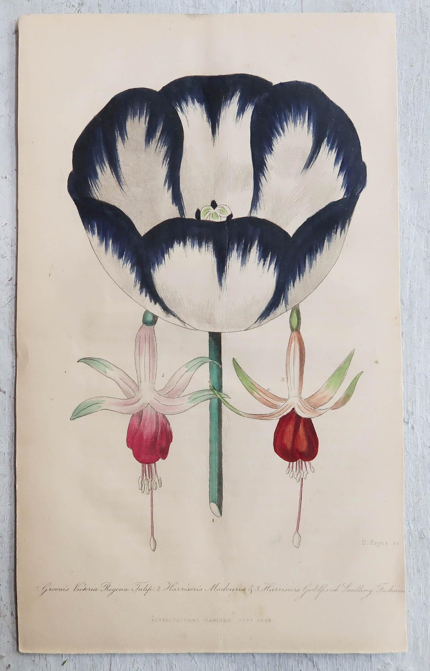 Chinoiserie Set of 12 Original Antique Botanical Prints, circa 1840