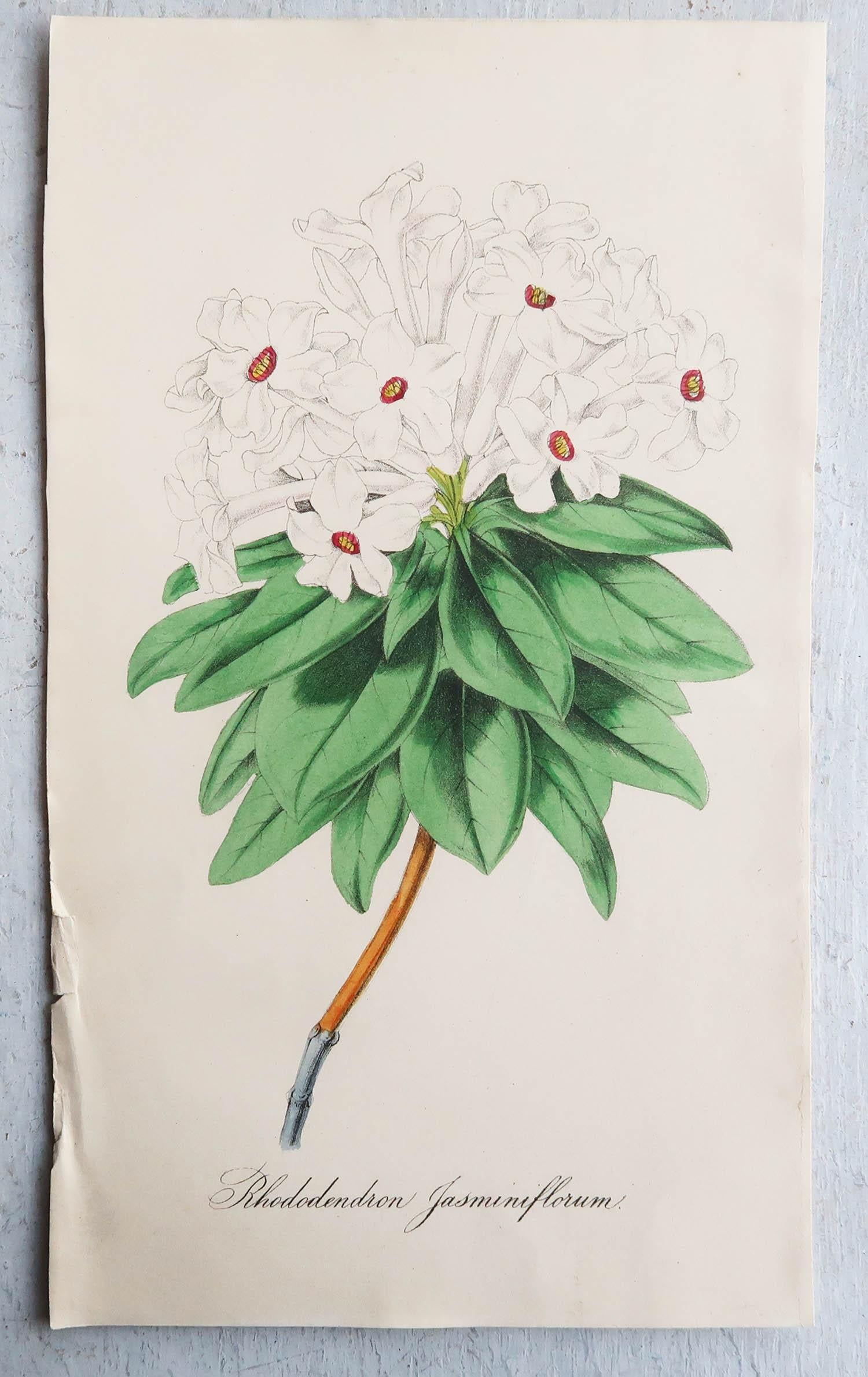 English Set of 12 Original Antique Botanical Prints, circa 1840