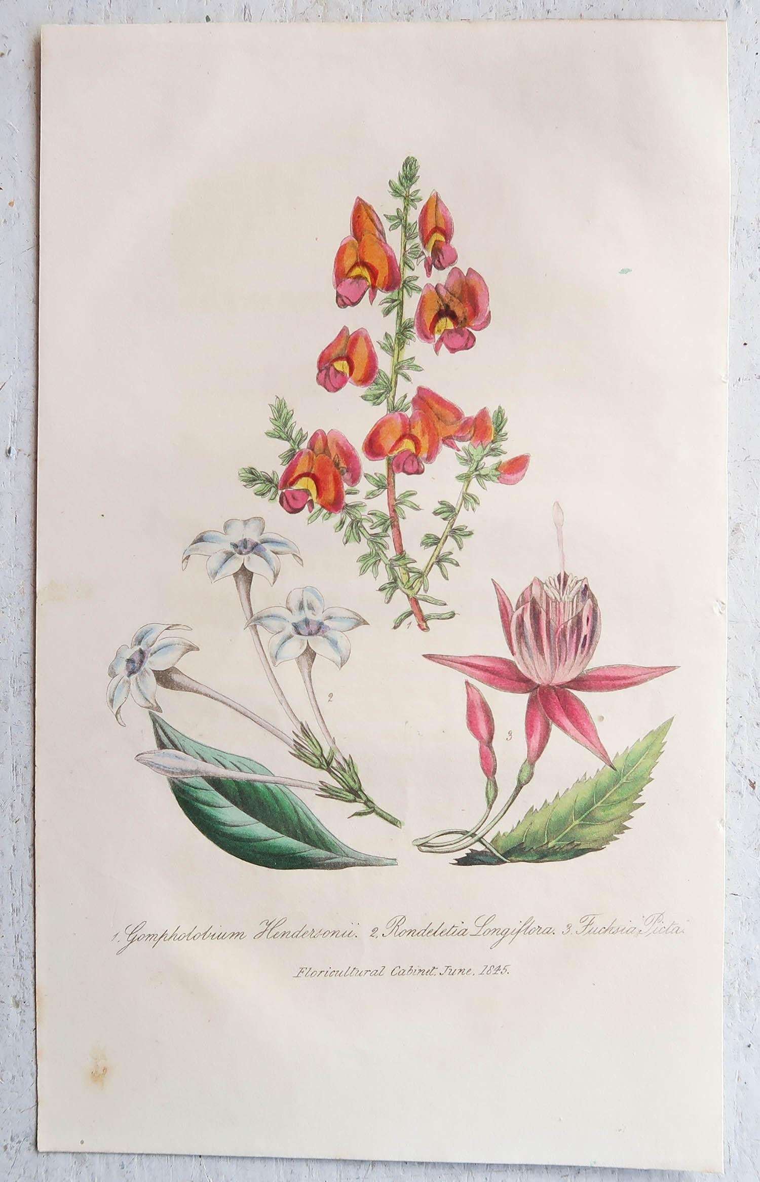 Set von 12 originalen antiken botanischen Drucken, um 1840 (Englisch)