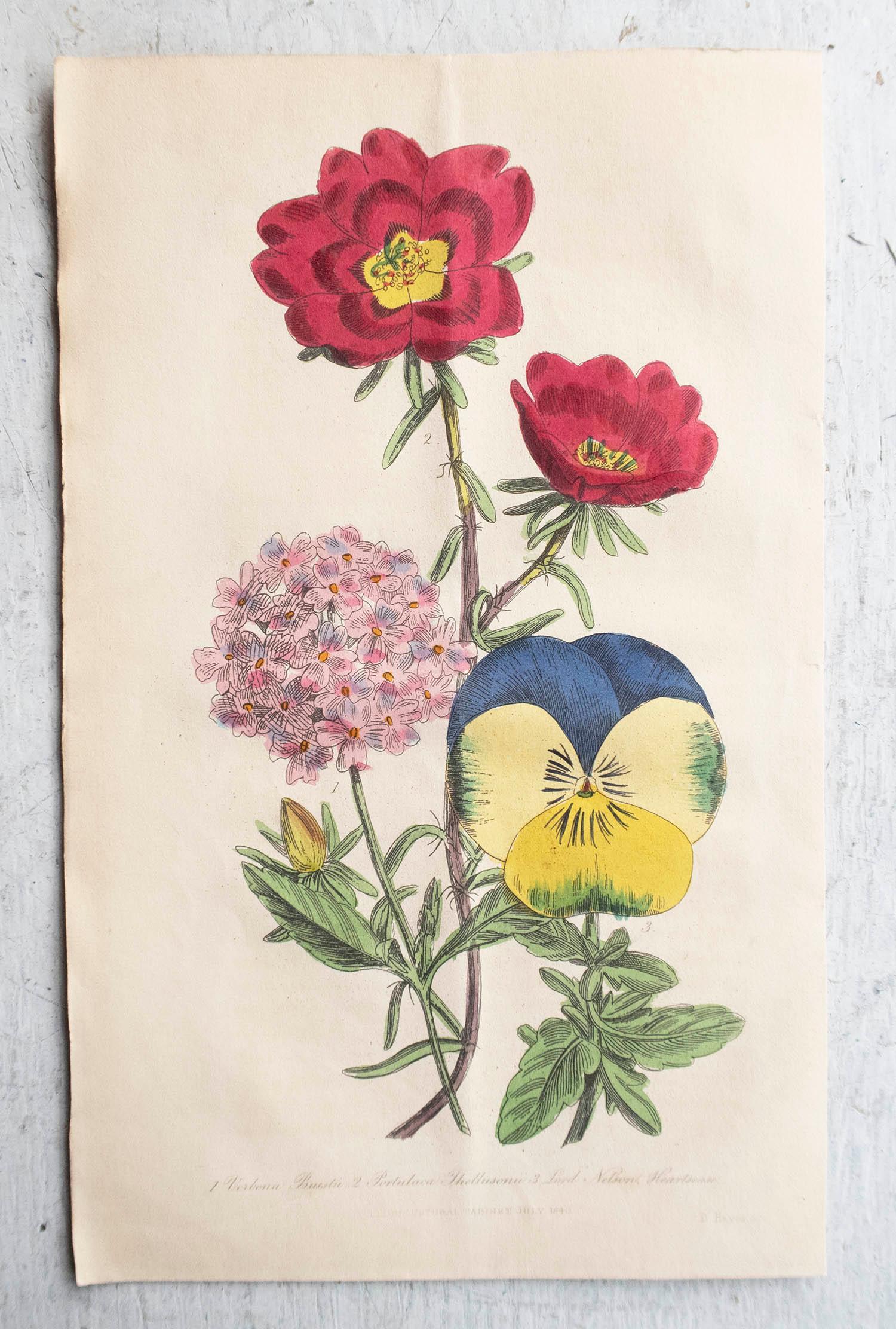English Set of 12 Original Antique Botanical Prints, circa 1840 For Sale