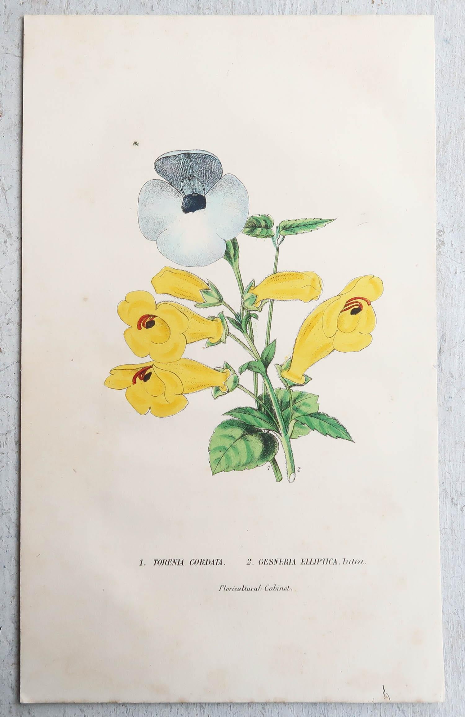 English Set of 12 Original Antique Botanical Prints, circa 1840