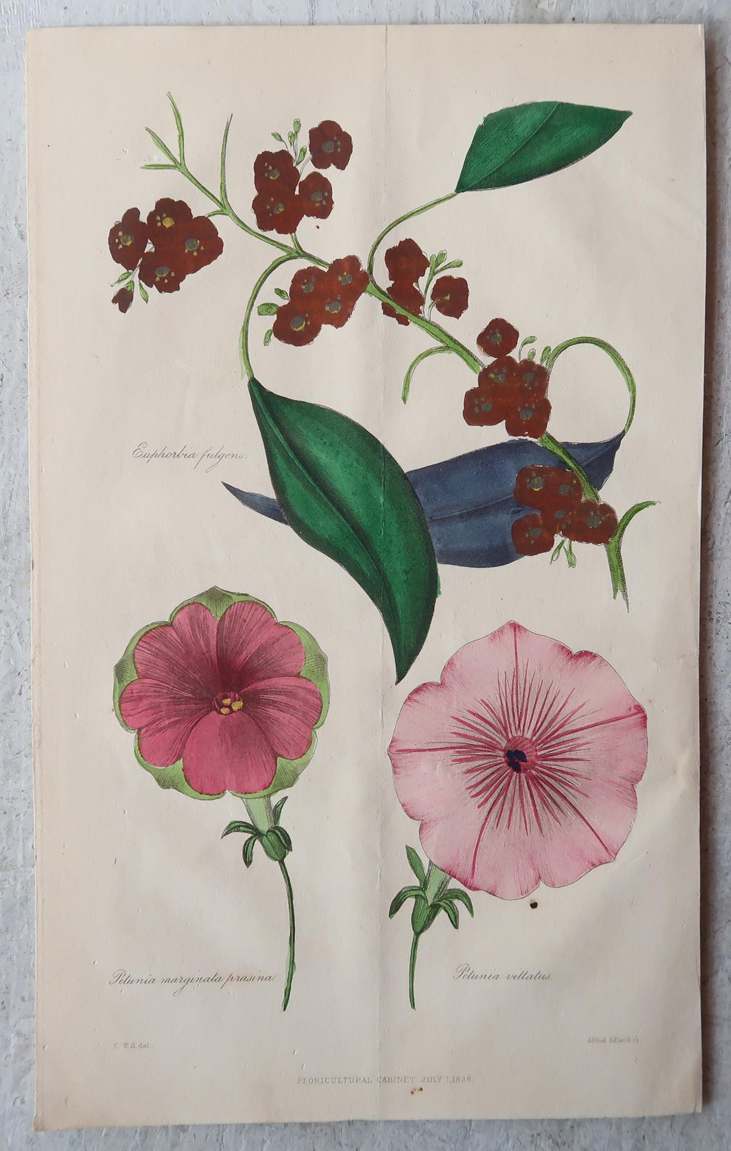 English Set of 12 Original Antique Botanical Prints, circa 1840