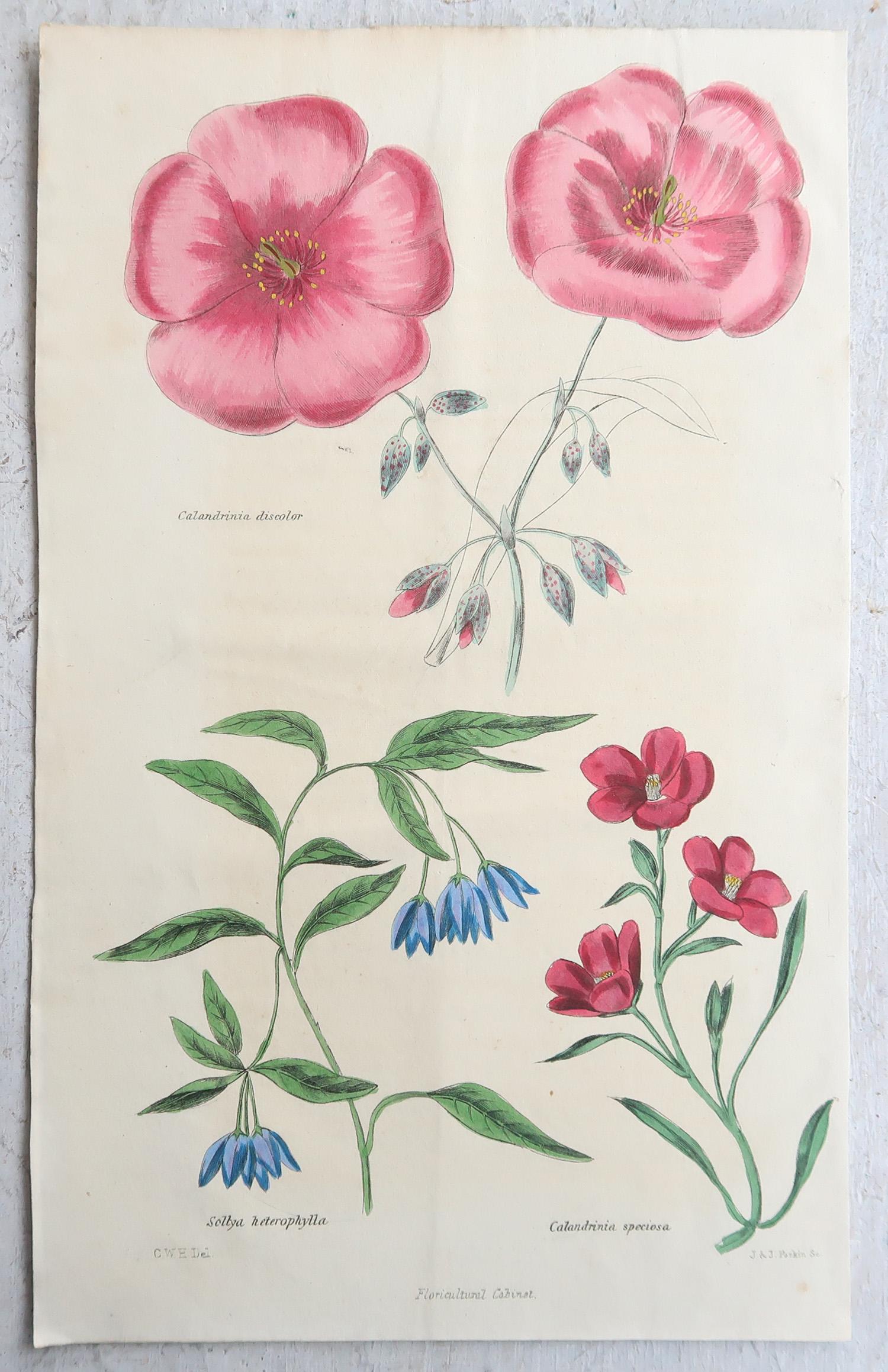 Set of 12 Original Antique Botanical Prints, circa 1840 (Englisch) im Angebot
