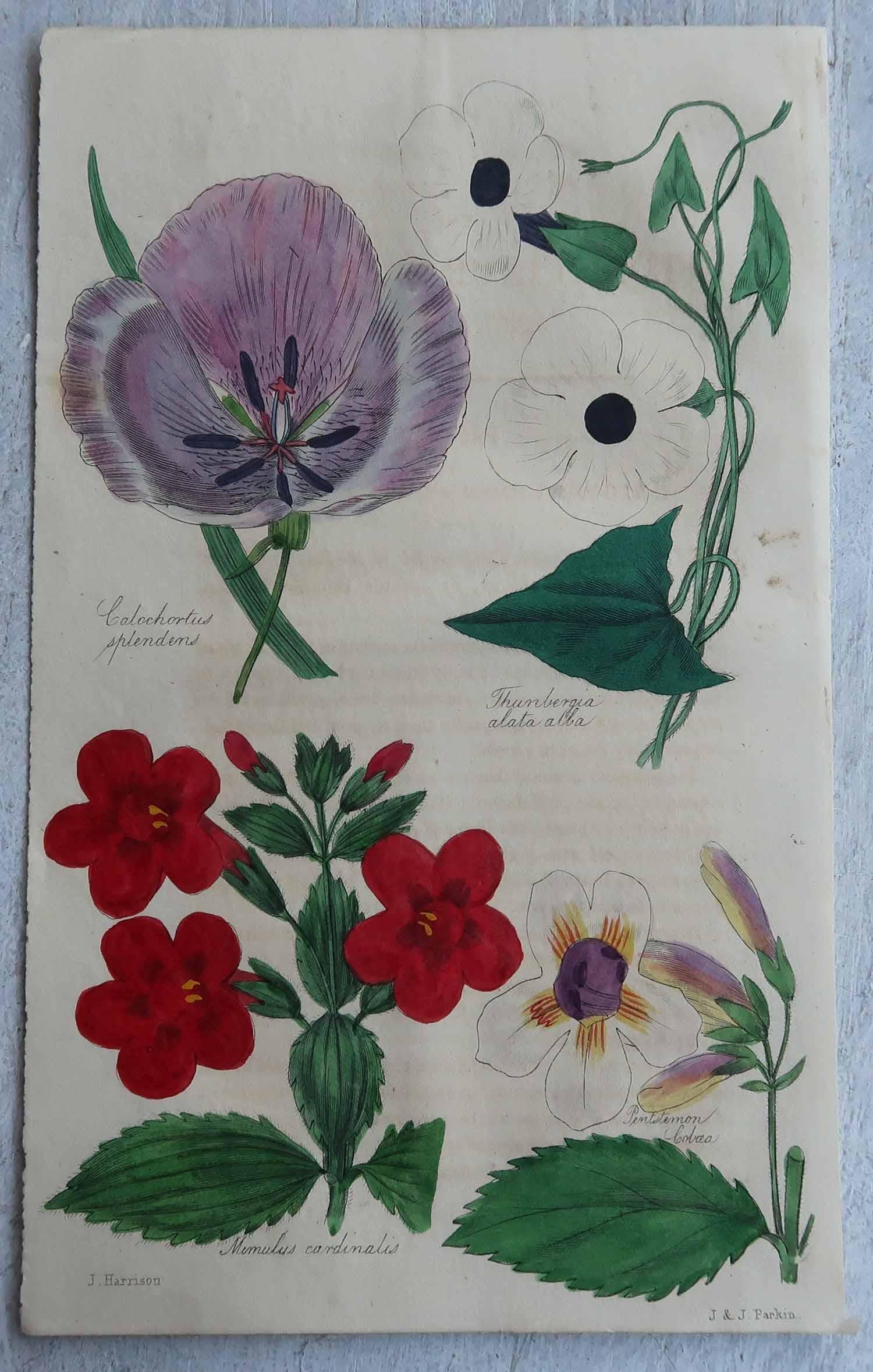 English Set of 12 Original Antique Botanical Prints, circa 1840 For Sale