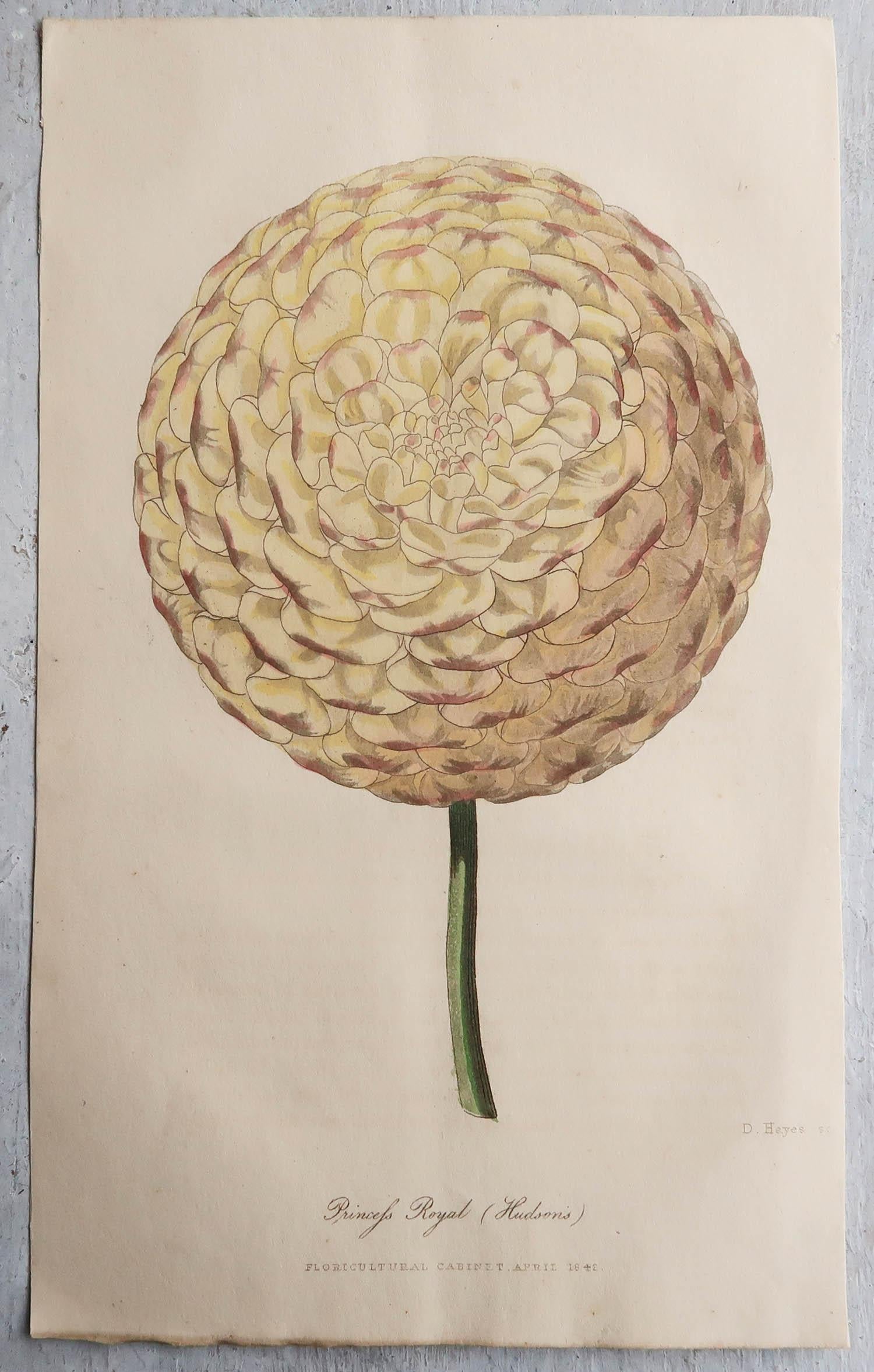 Other Set of 12 Original Antique Botanical Prints, circa 1840