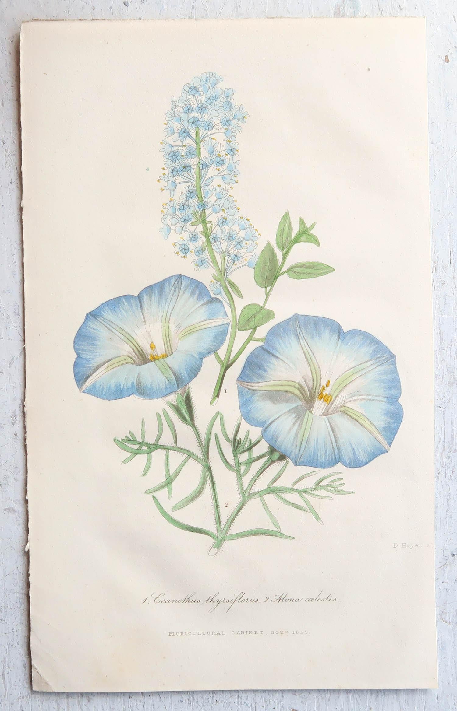 Chinoiserie Set of 12 Original Antique Botanical Prints, circa 1840