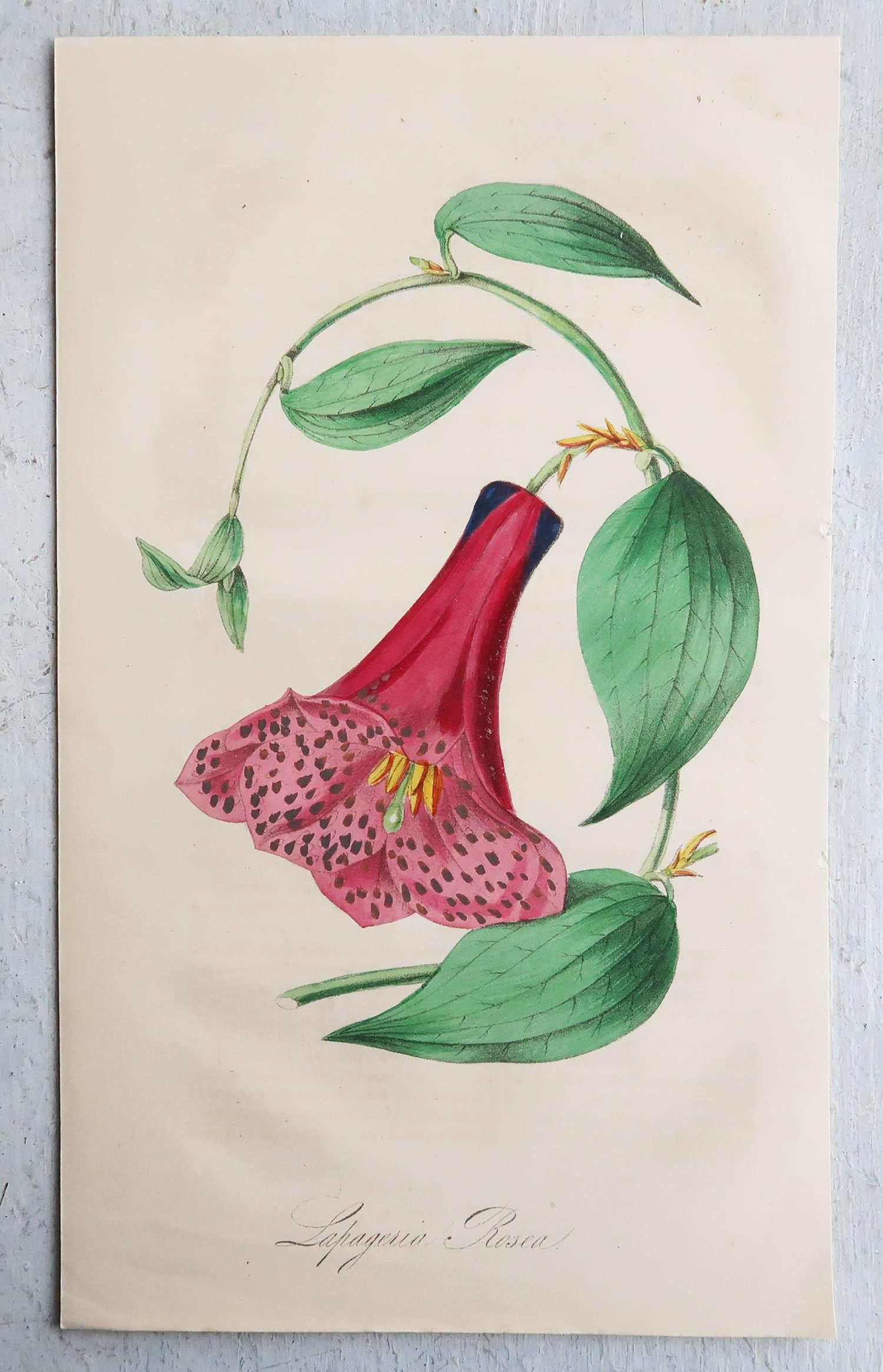 Other Set of 12 Original Antique Botanical Prints, circa 1840