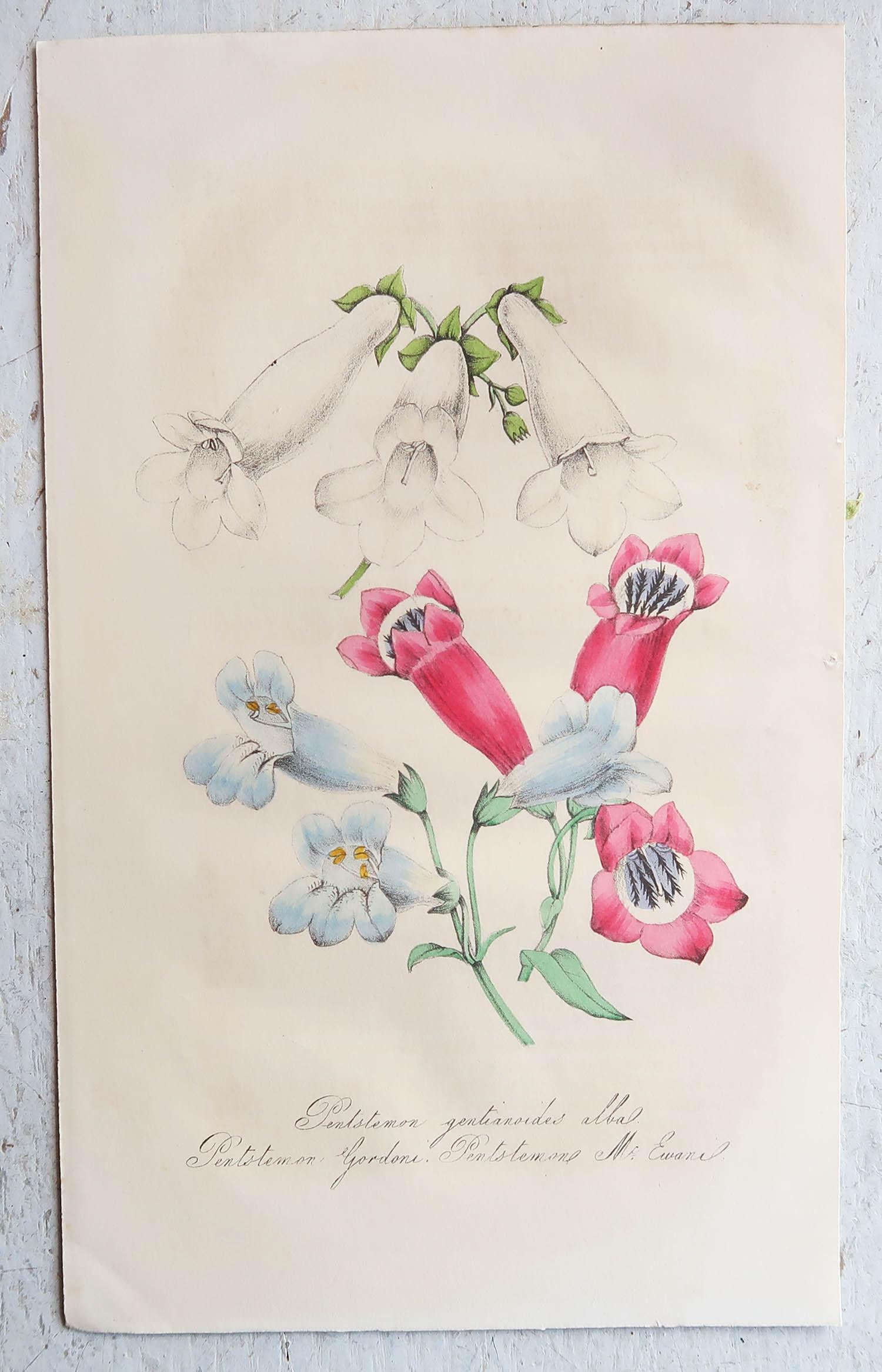 Other Set of 12 Original Antique Botanical Prints, circa 1840 For Sale