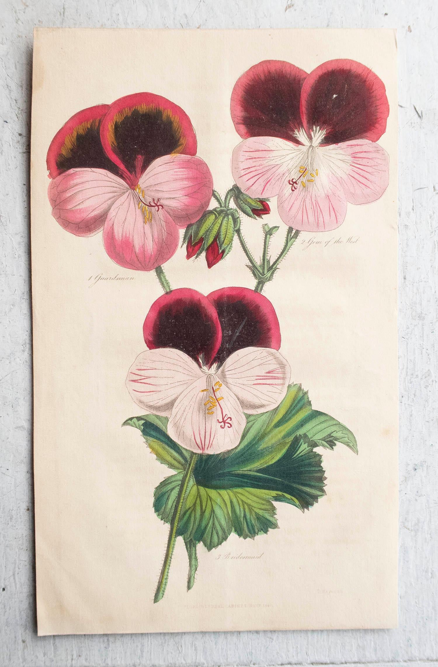 Other Set of 12 Original Antique Botanical Prints, circa 1840 For Sale