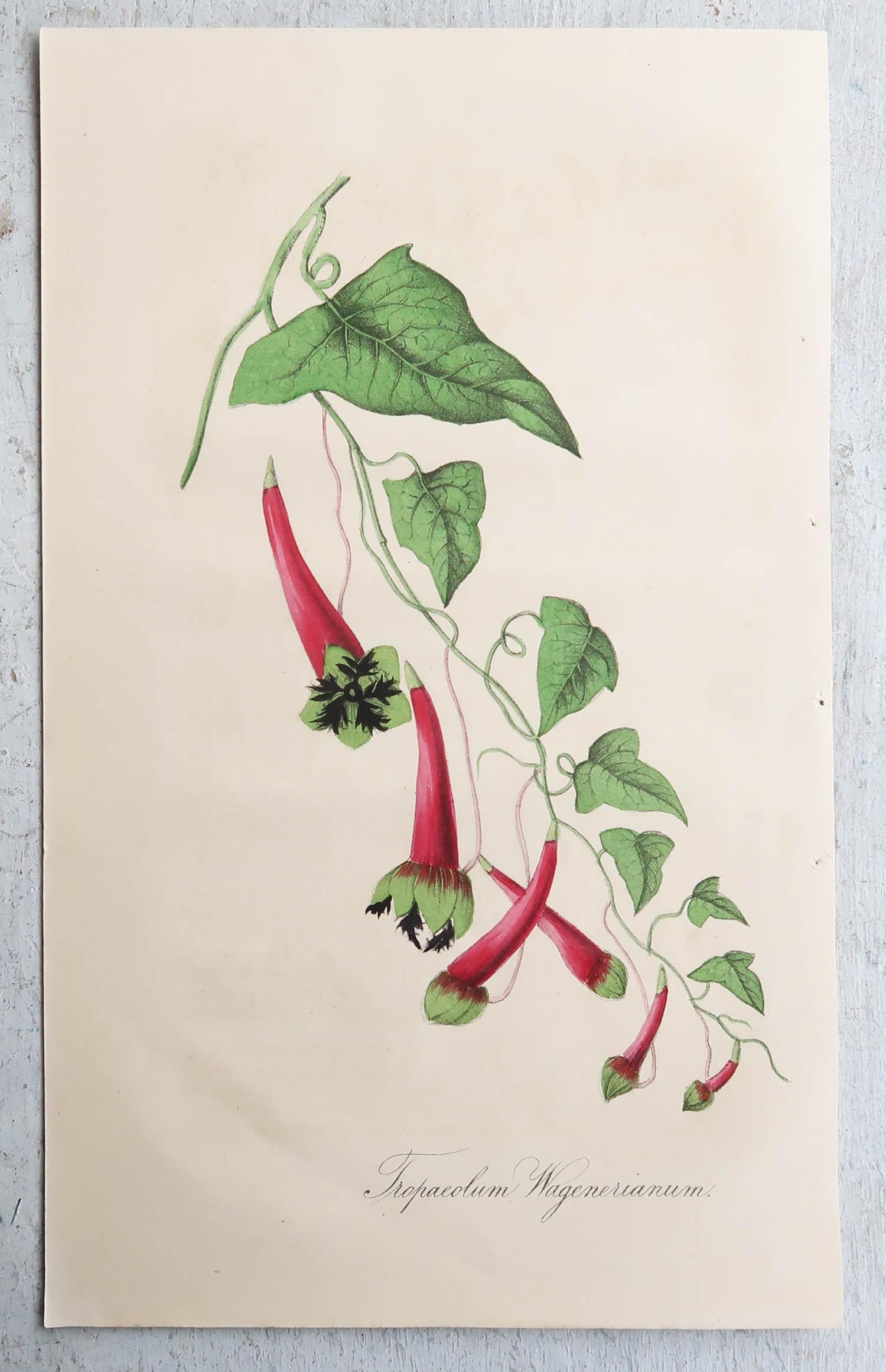 Other Set of 12 Original Antique Botanical Prints, circa 1840