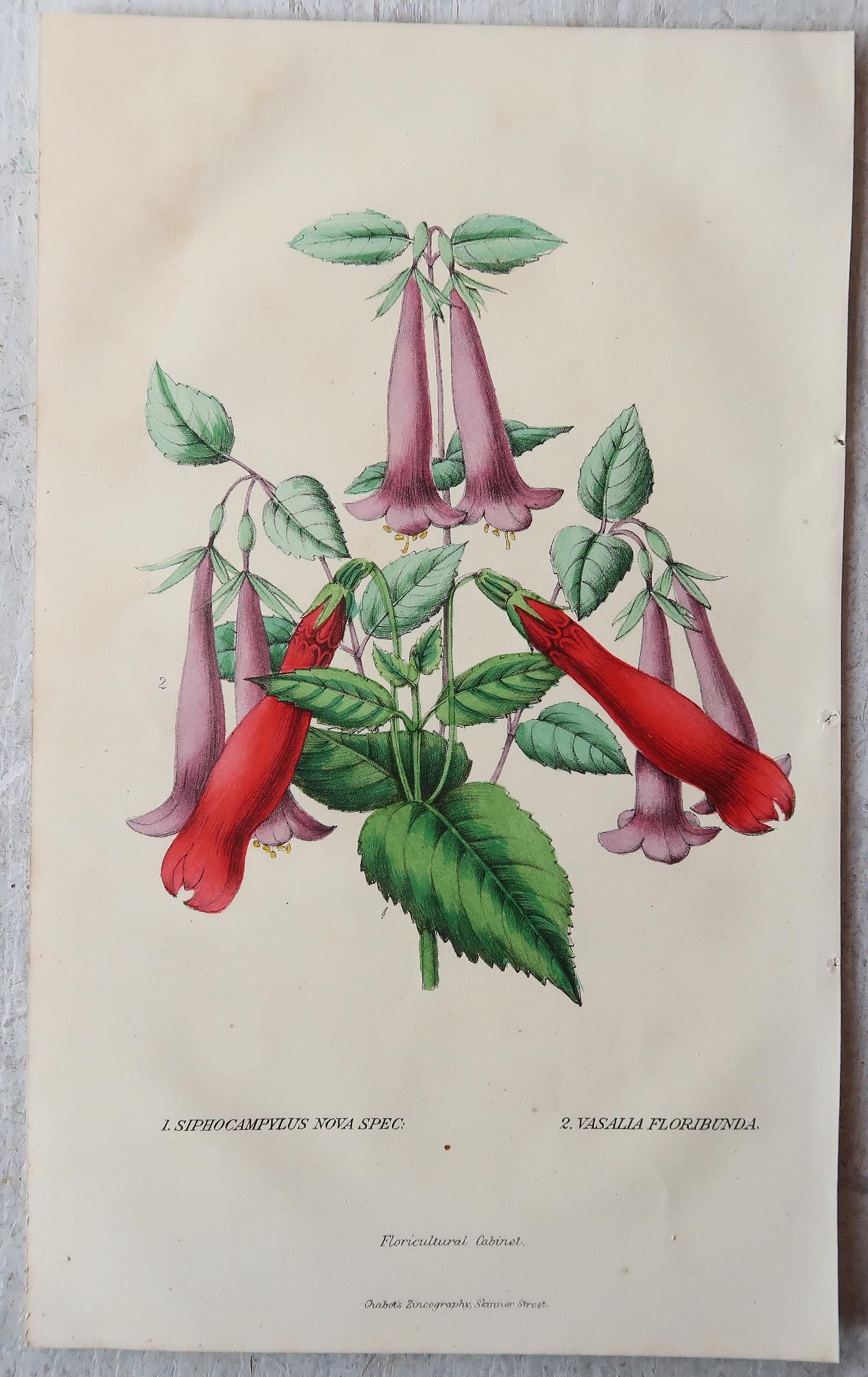 Other Set of 12 Original Antique Botanical Prints, circa 1840