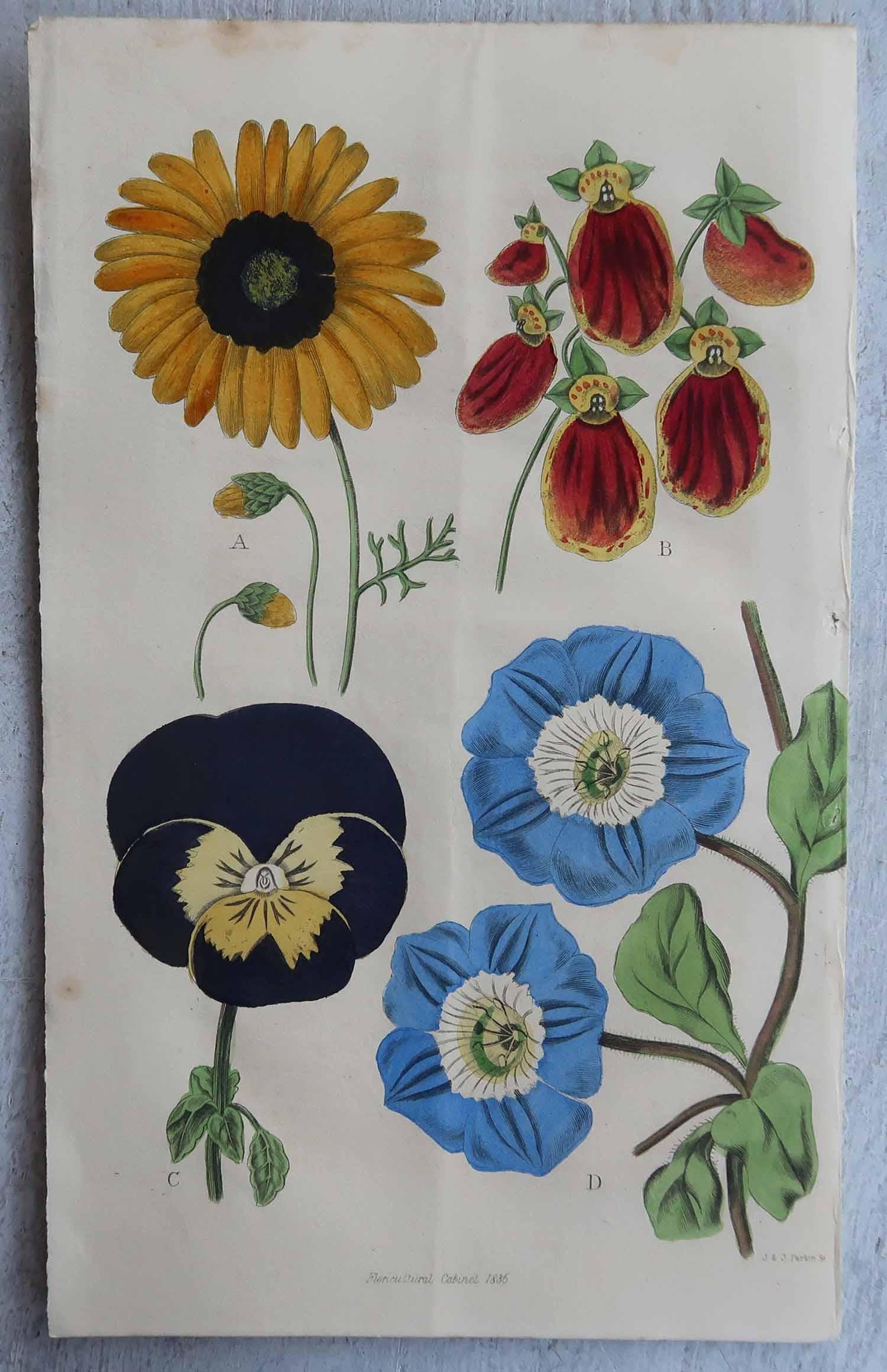 Other Set of 12 Original Antique Botanical Prints, circa 1840 For Sale