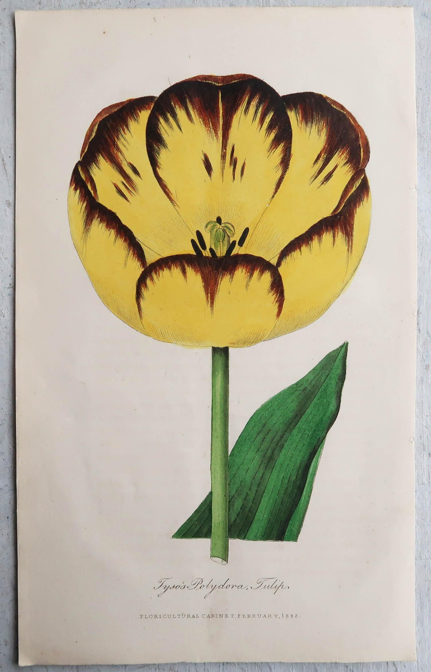 Set of 12 Original Antique Botanical Prints, circa 1840 In Good Condition In St Annes, Lancashire