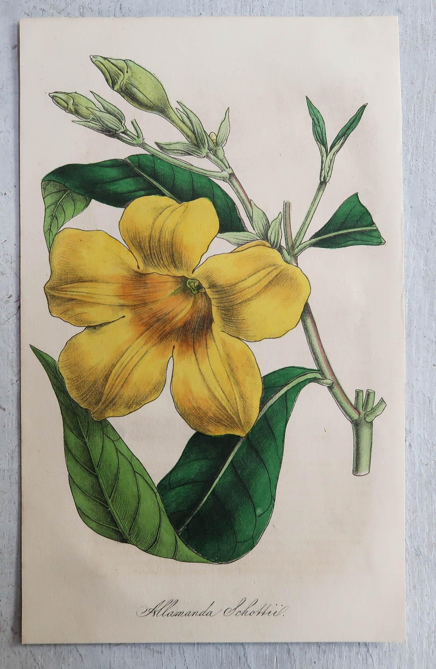 Other Set of 12 Original Antique Botanical Prints, circa 1840