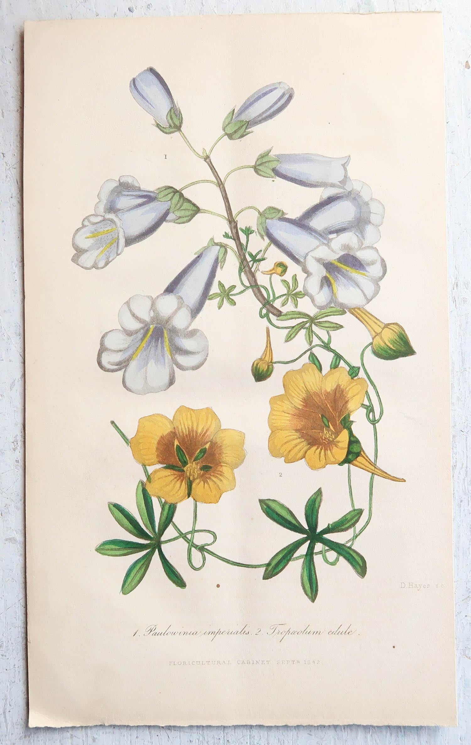 English Set of 12 Original Antique Botanical Prints, circa 1840