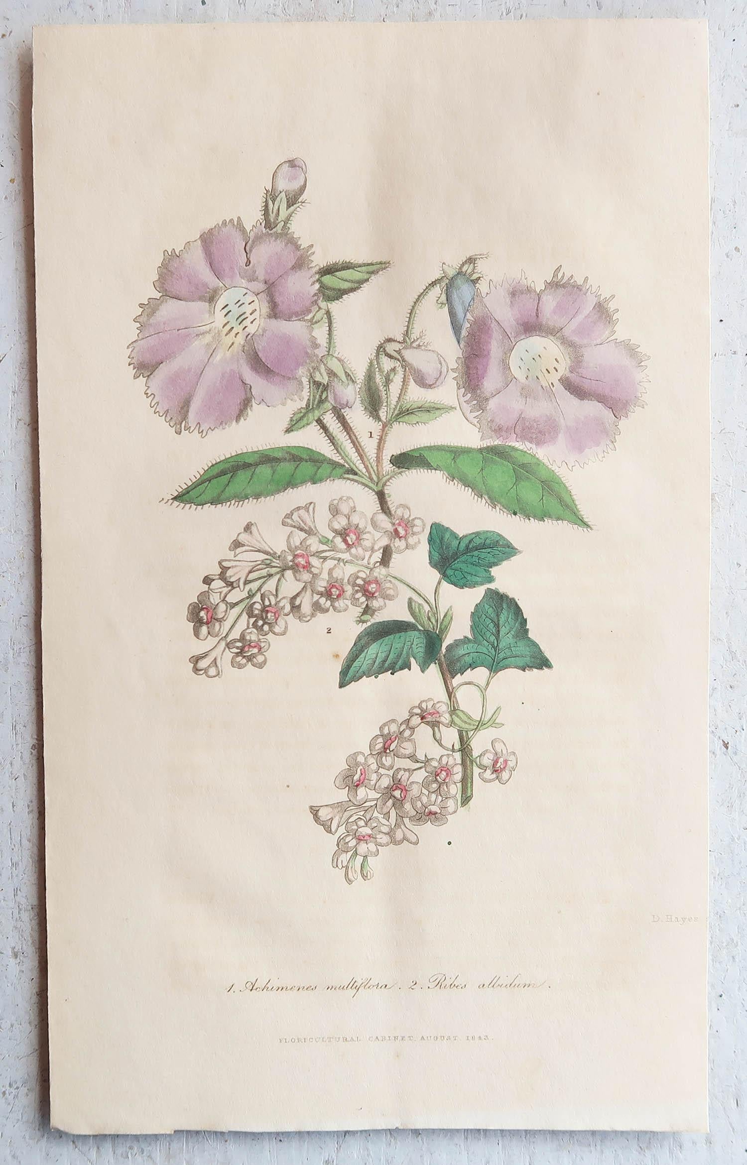Set of 12 Original Antique Botanical Prints, circa 1840 In Good Condition For Sale In St Annes, Lancashire