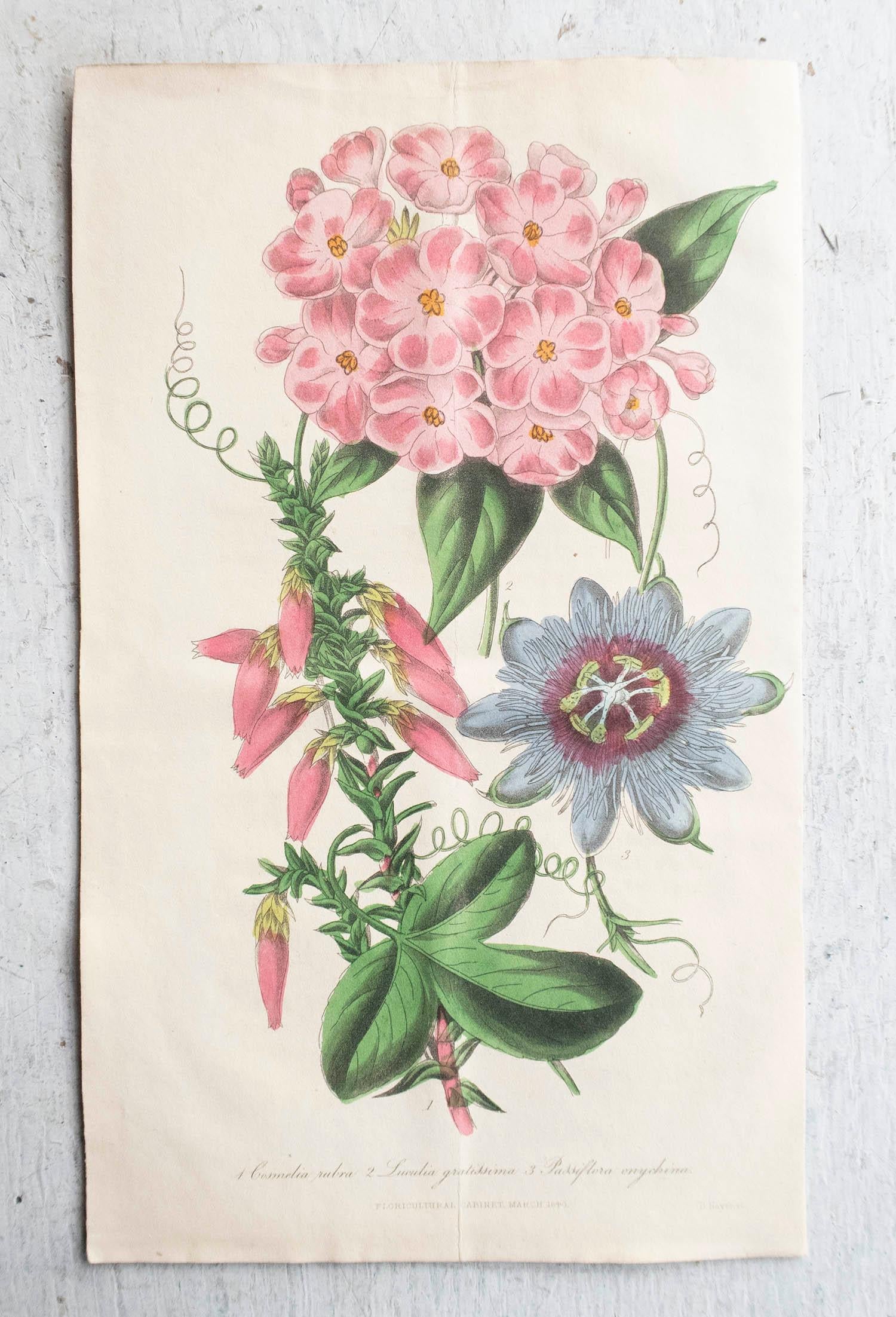 Set of 12 Original Antique Botanical Prints, circa 1840 In Good Condition For Sale In St Annes, Lancashire