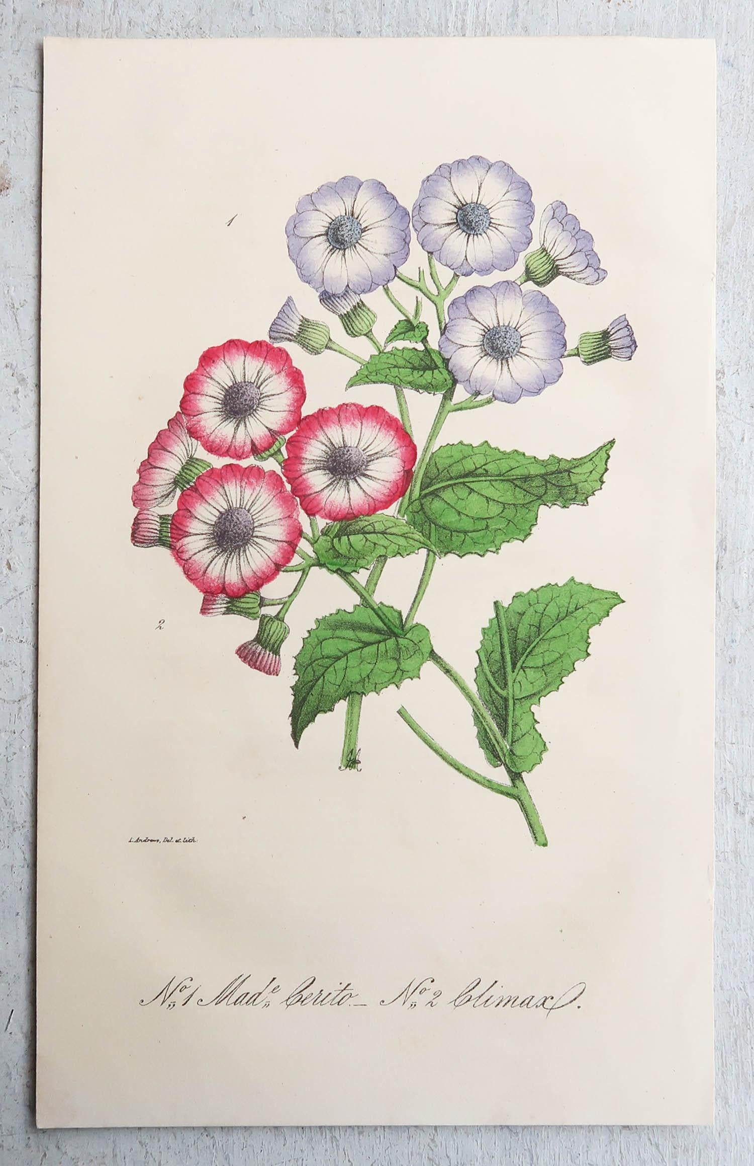 Set of 12 Original Antique Botanical Prints, circa 1840 In Good Condition In St Annes, Lancashire