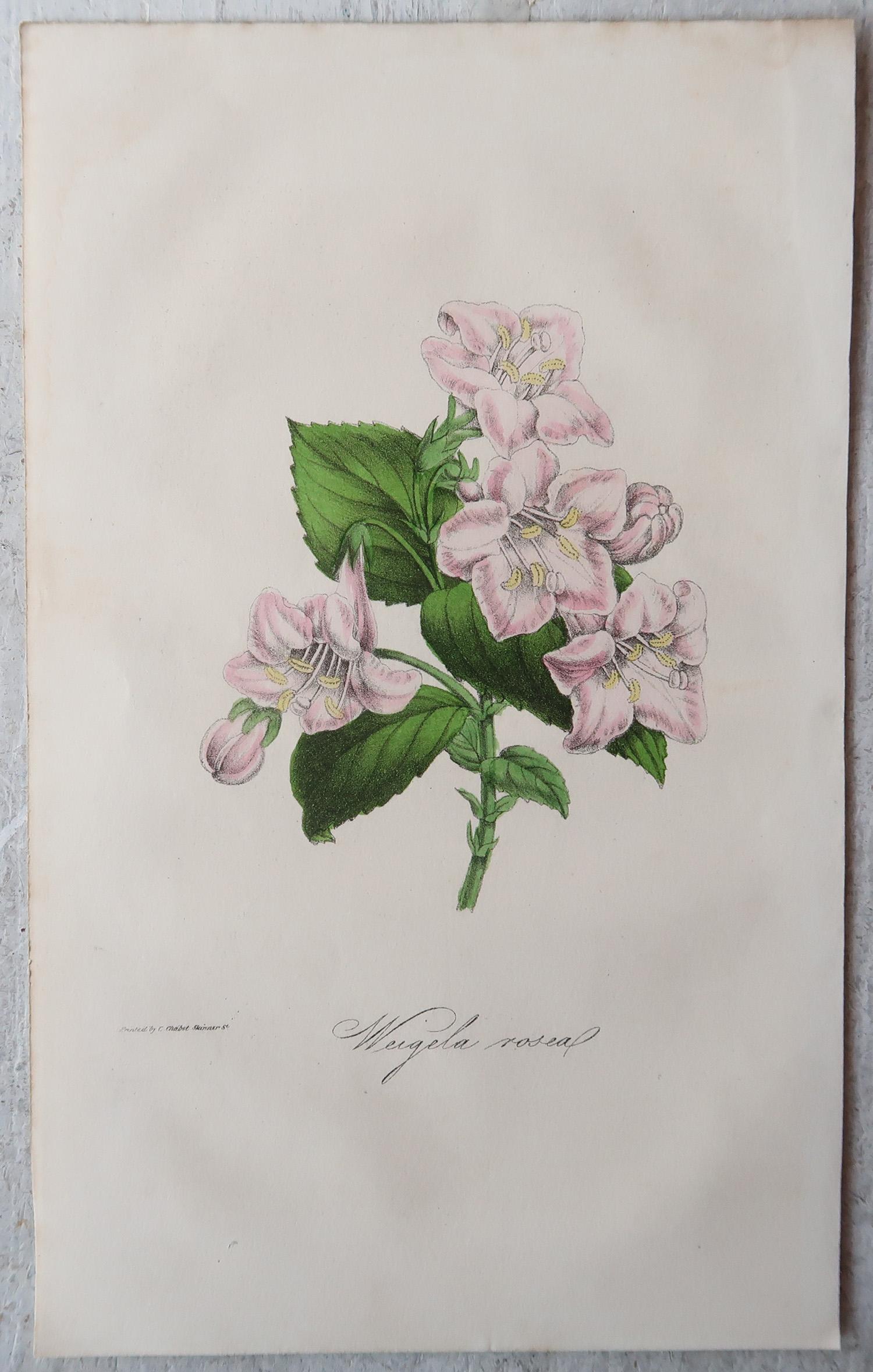 Set of 12 Original Antique Botanical Prints, circa 1840 In Good Condition In St Annes, Lancashire