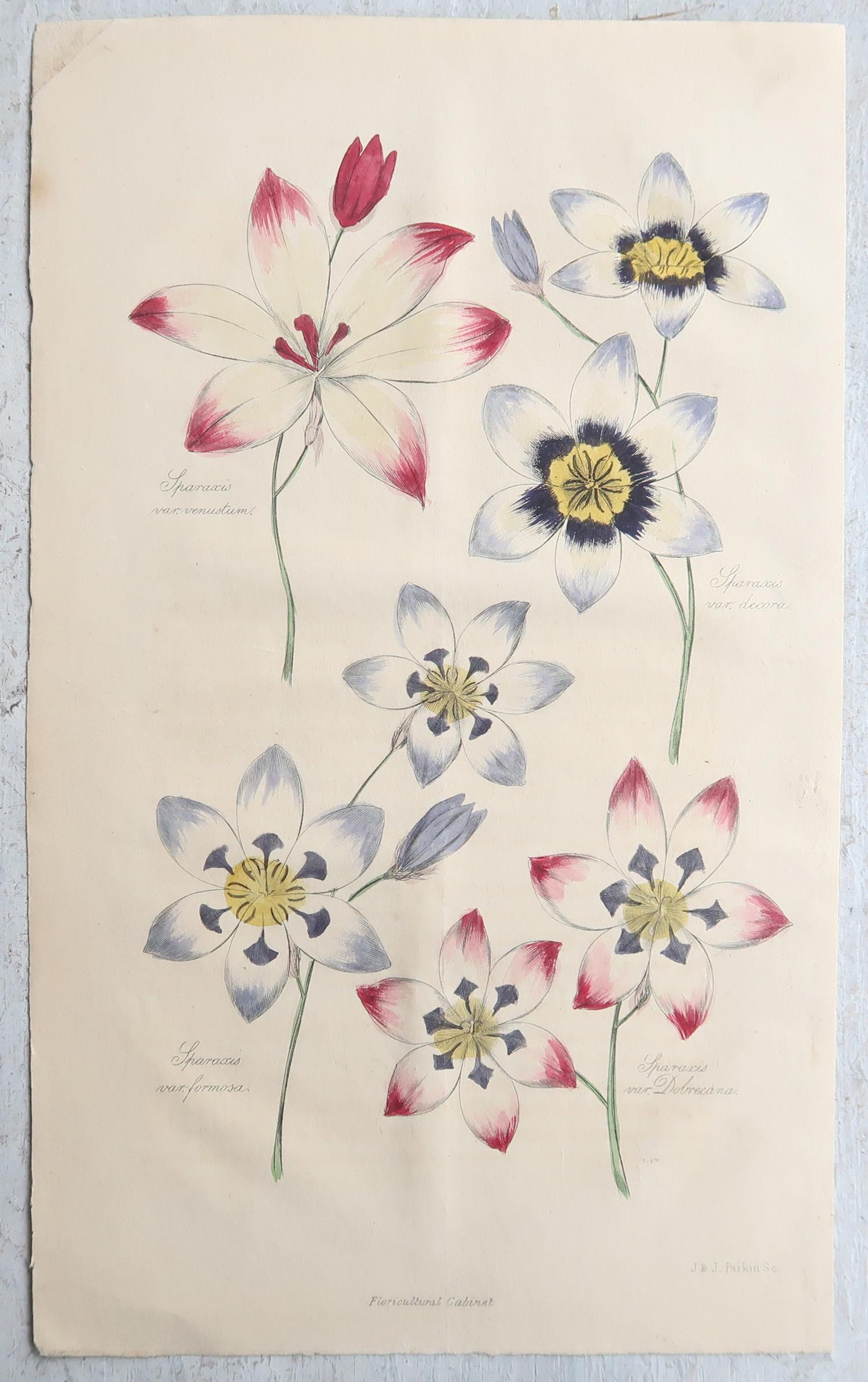 Set of 12 Original Antique Botanical Prints, circa 1840 im Zustand „Gut“ im Angebot in St Annes, Lancashire