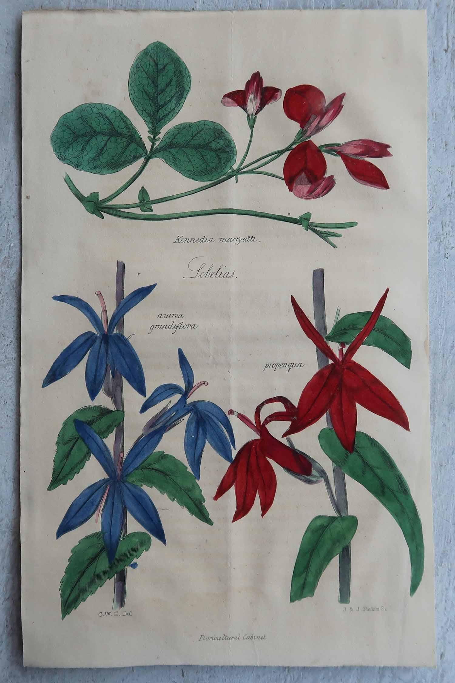 Set of 12 Original Antique Botanical Prints, circa 1840 In Good Condition For Sale In St Annes, Lancashire