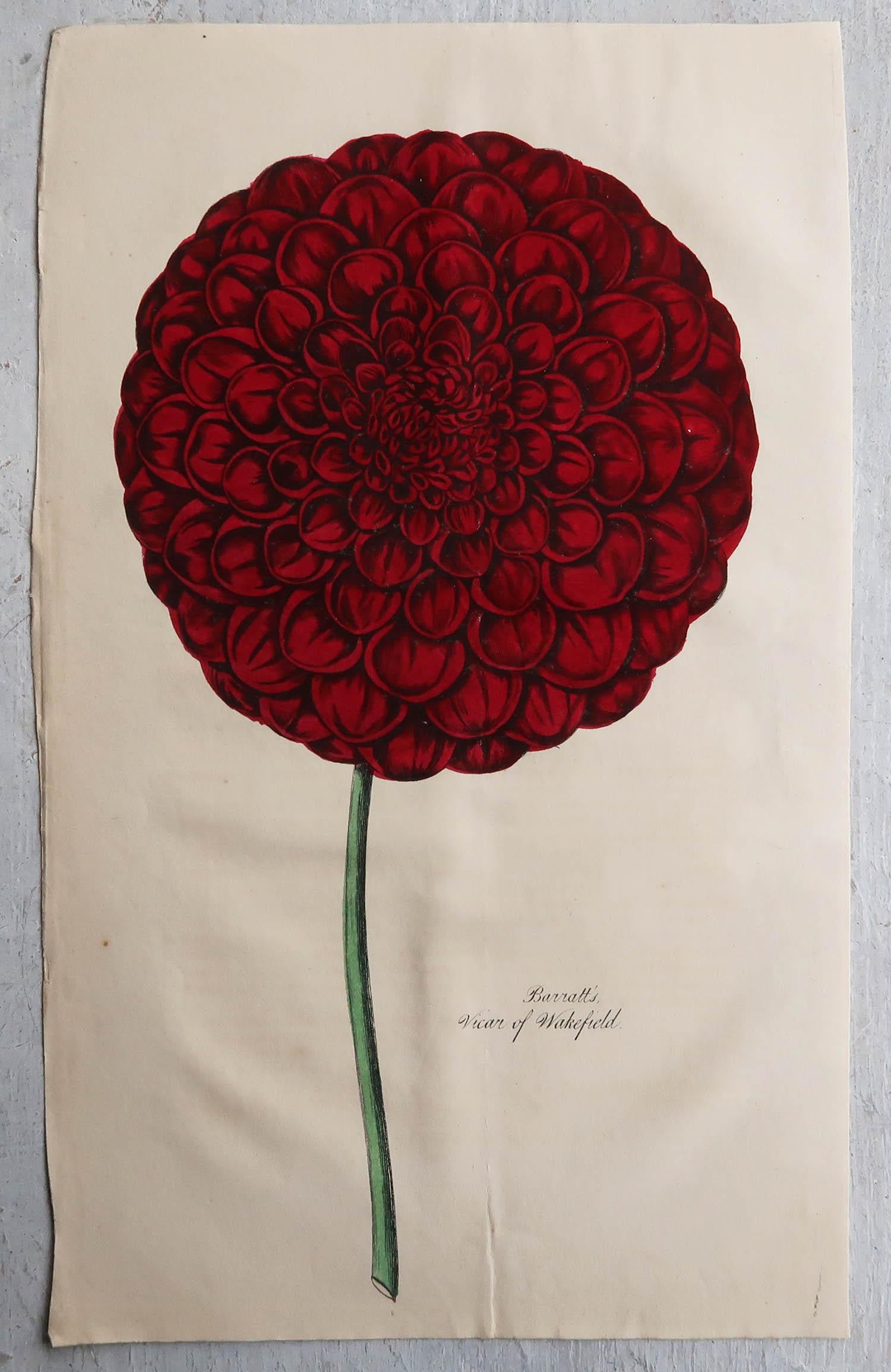 Mid-19th Century Set of 12 Original Antique Botanical Prints, circa 1840