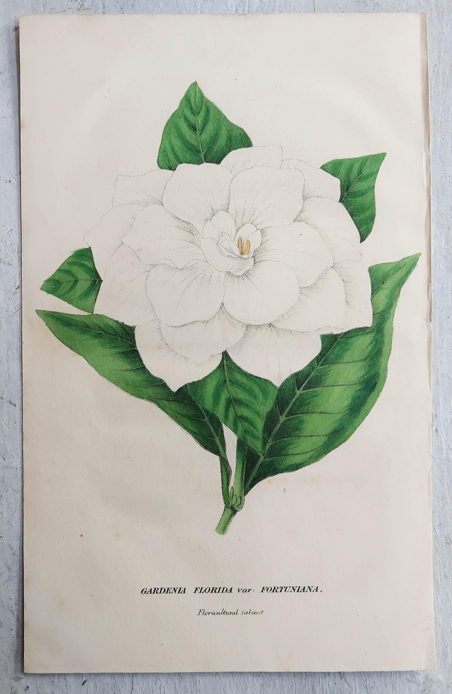 Set of 12 Original Antique Botanical Prints, circa 1840 In Good Condition In St Annes, Lancashire
