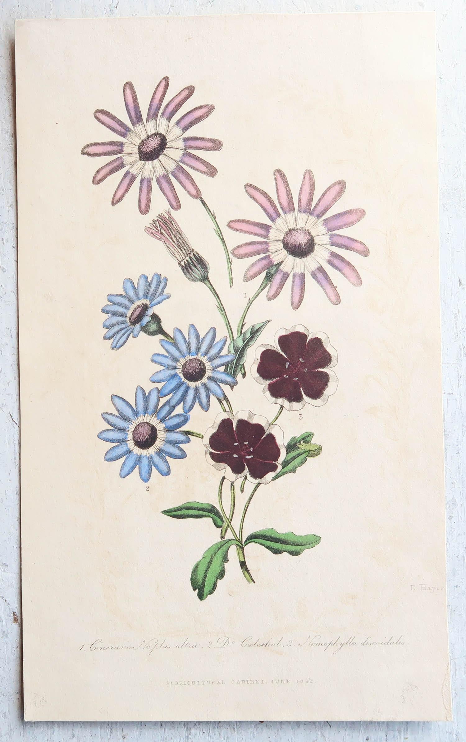 Other Set of 12 Original Antique Botanical Prints, circa 1840