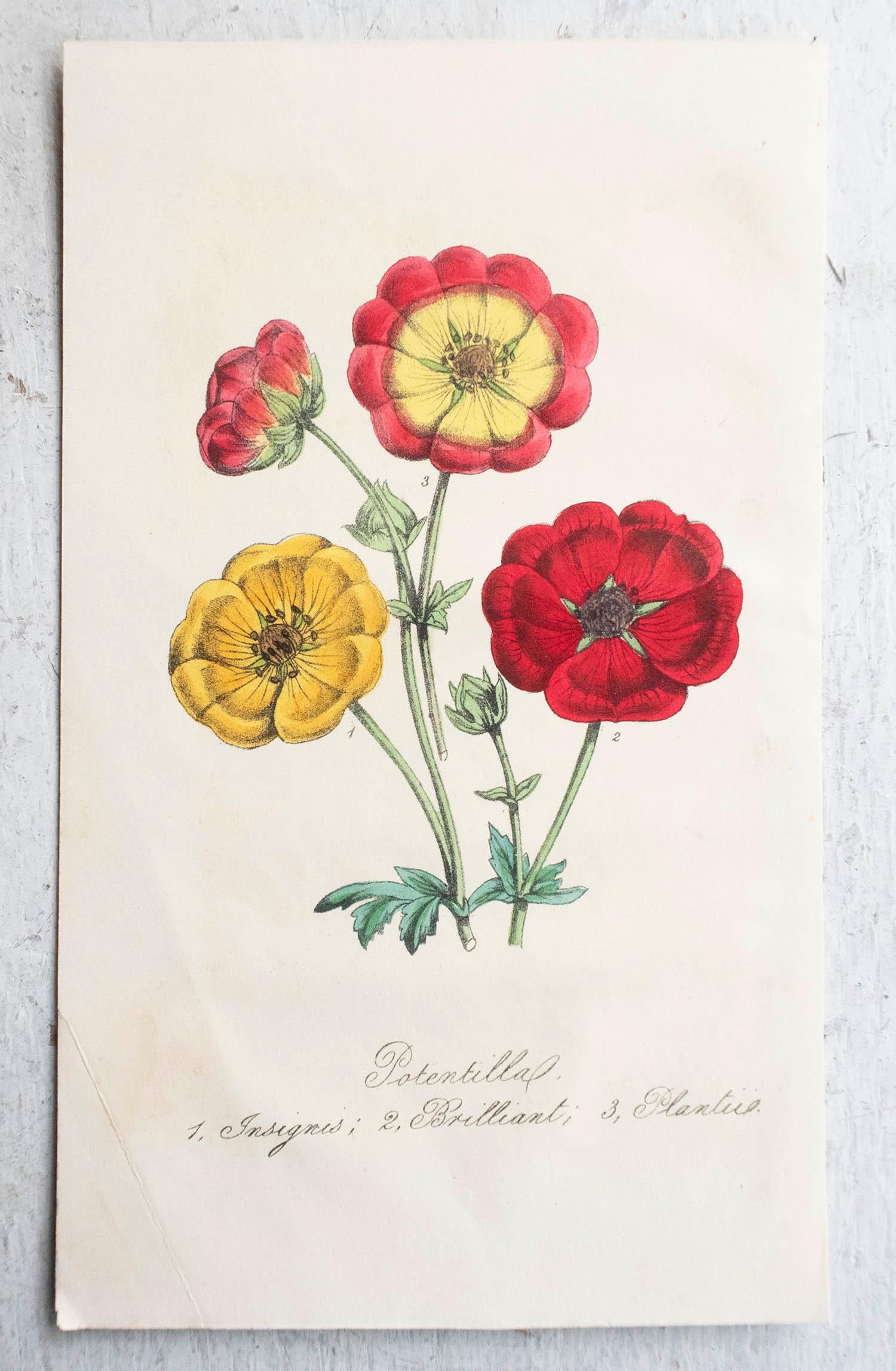 Conjunto de 12 grabados botánicos antiguos originales, circa 1840 Mediados del siglo XIX en venta