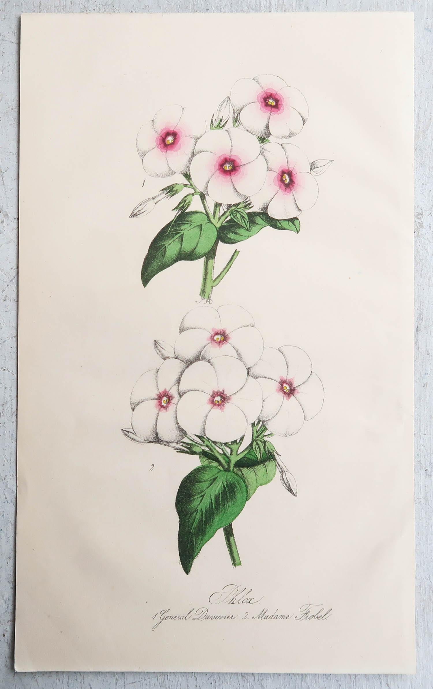 Mid-19th Century Set of 12 Original Antique Botanical Prints, circa 1840