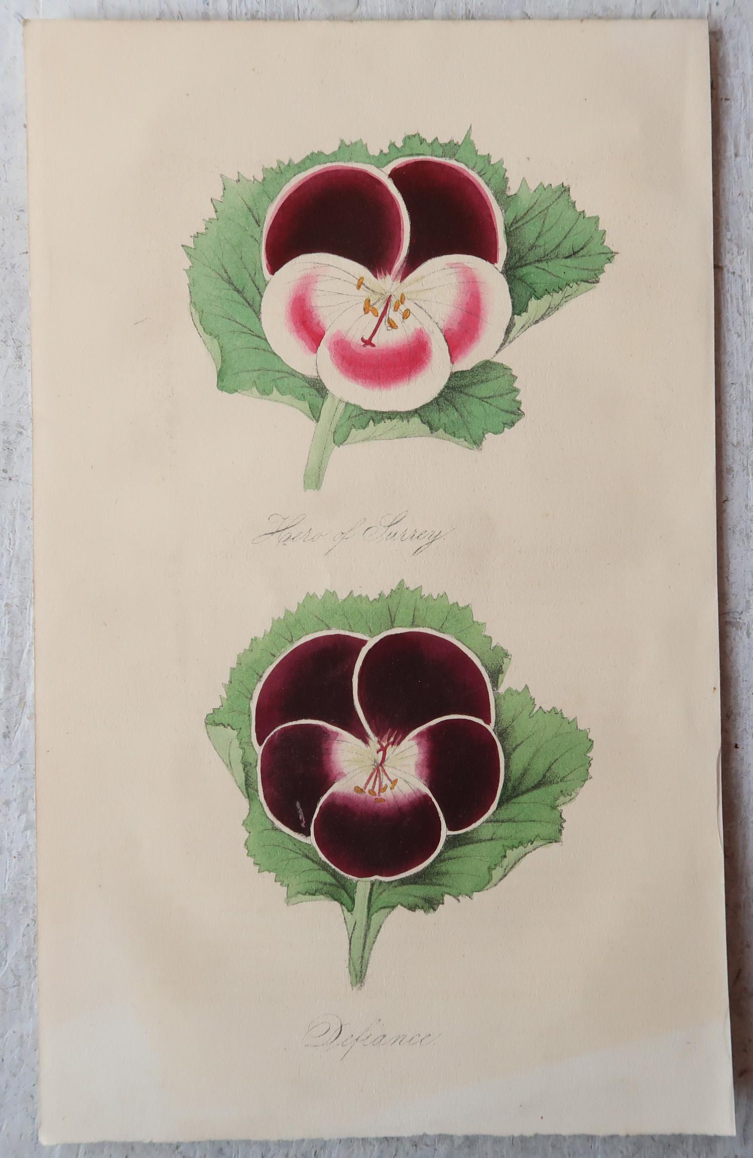 Mid-19th Century Set of 12 Original Antique Botanical Prints, circa 1840
