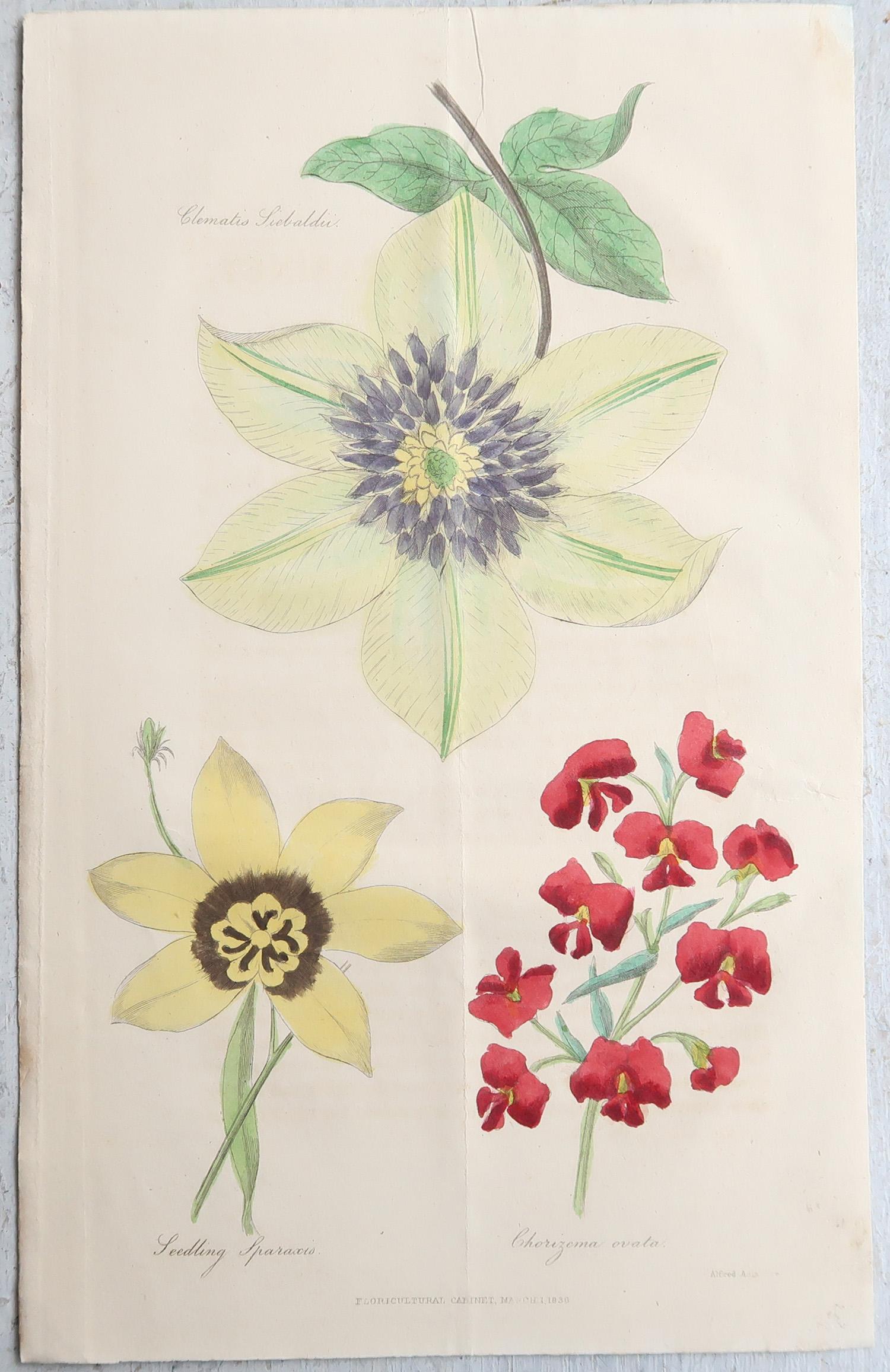 Set of 12 Original Antique Botanical Prints, circa 1840 (Mittleres 19. Jahrhundert) im Angebot
