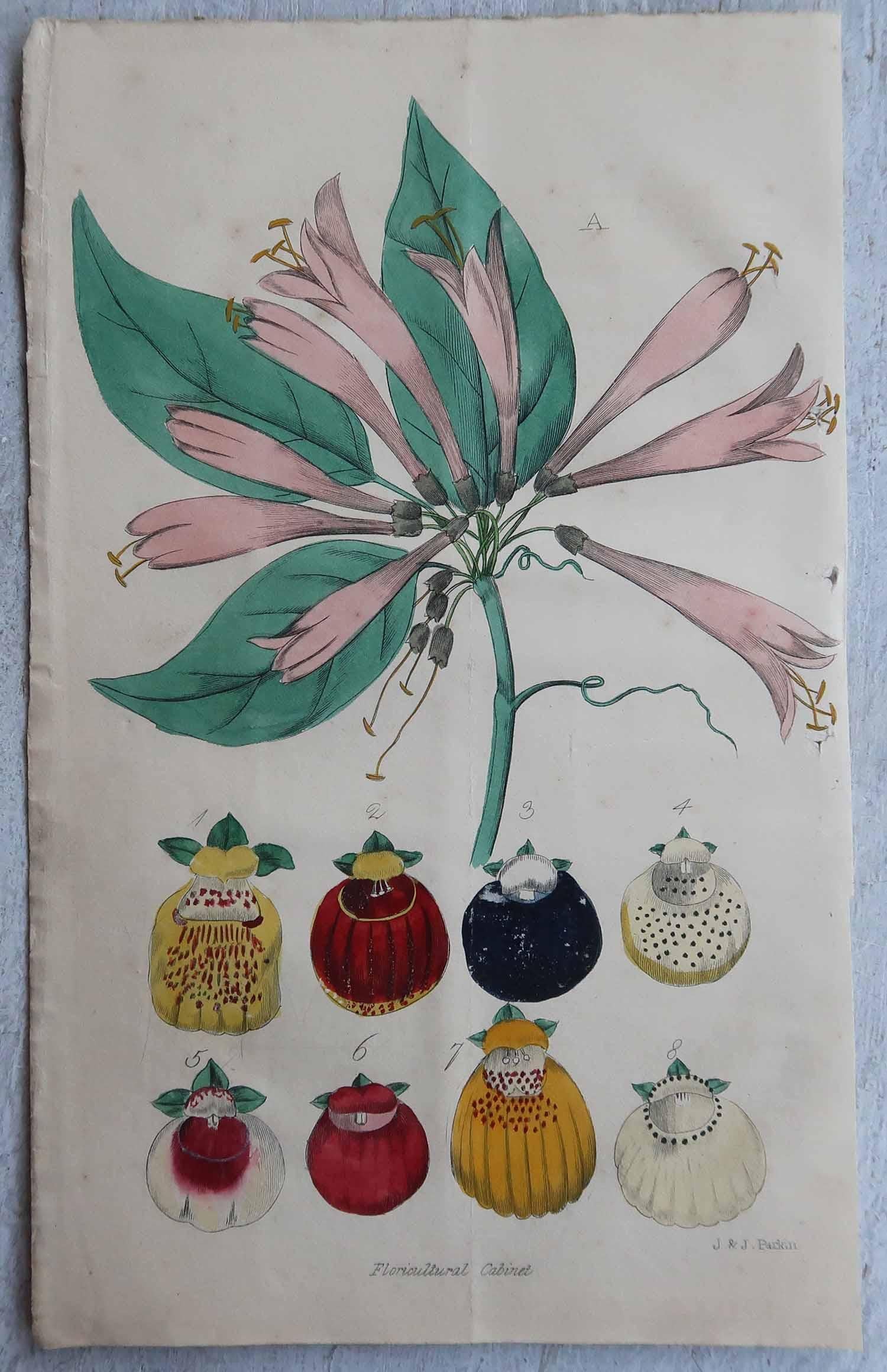 Mid-19th Century Set of 12 Original Antique Botanical Prints, circa 1840 For Sale