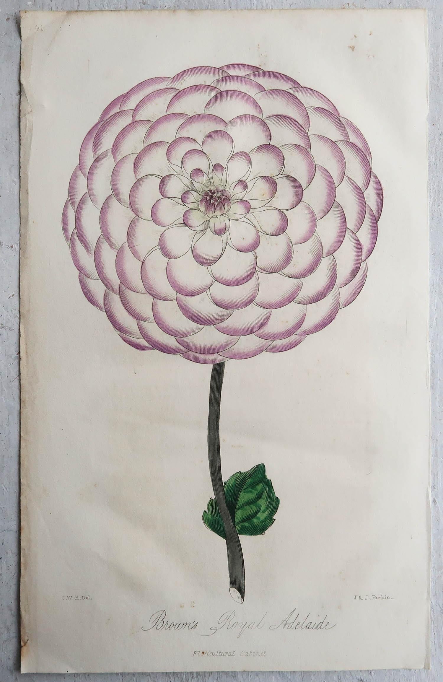 Paper Set of 12 Original Antique Botanical Prints, circa 1840