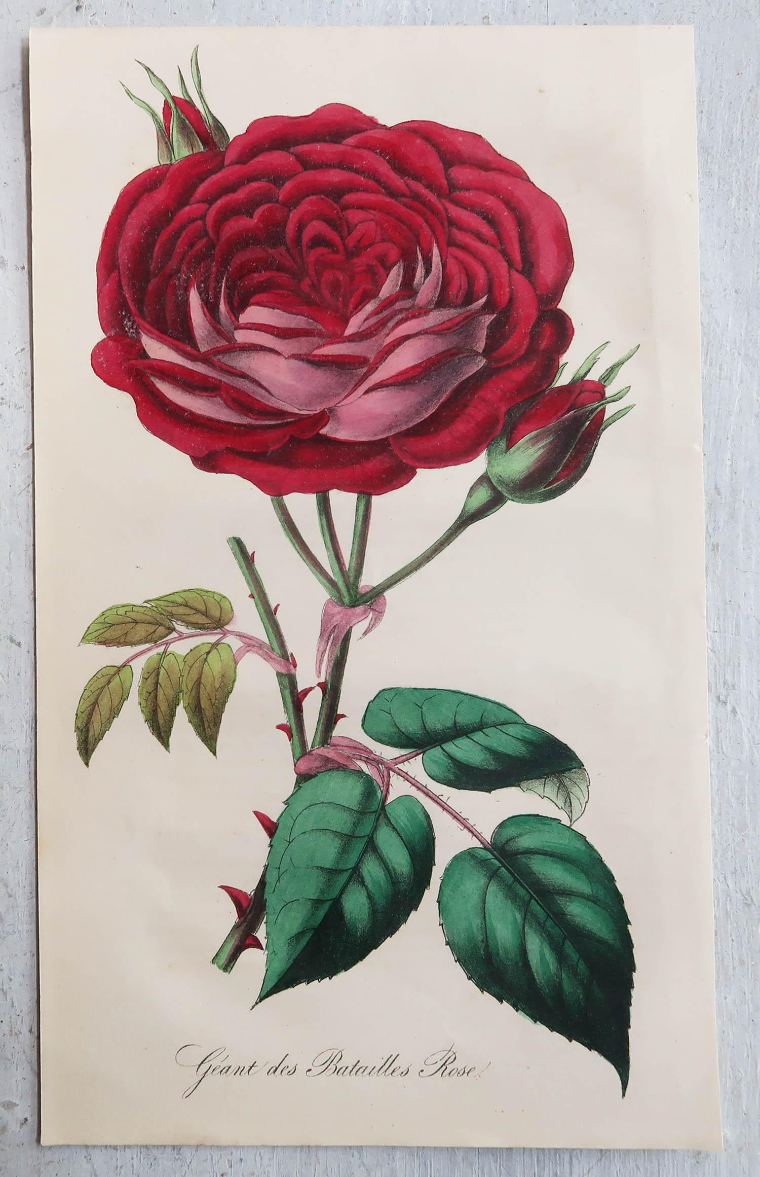Mid-19th Century Set of 12 Original Antique Botanical Prints, circa 1840