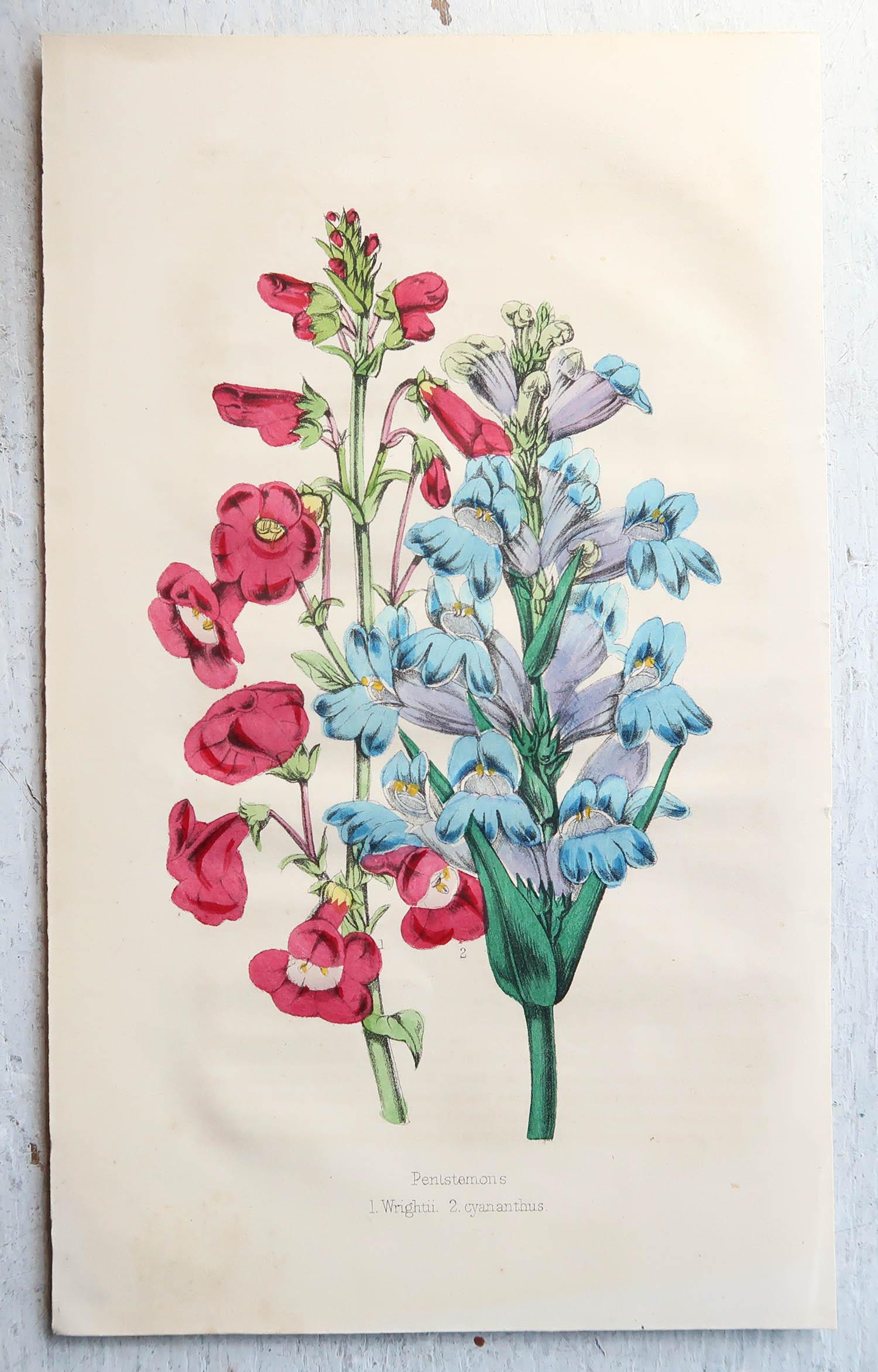 Set of 12 Original Antique Botanical Prints, circa 1840 In Good Condition In St Annes, Lancashire