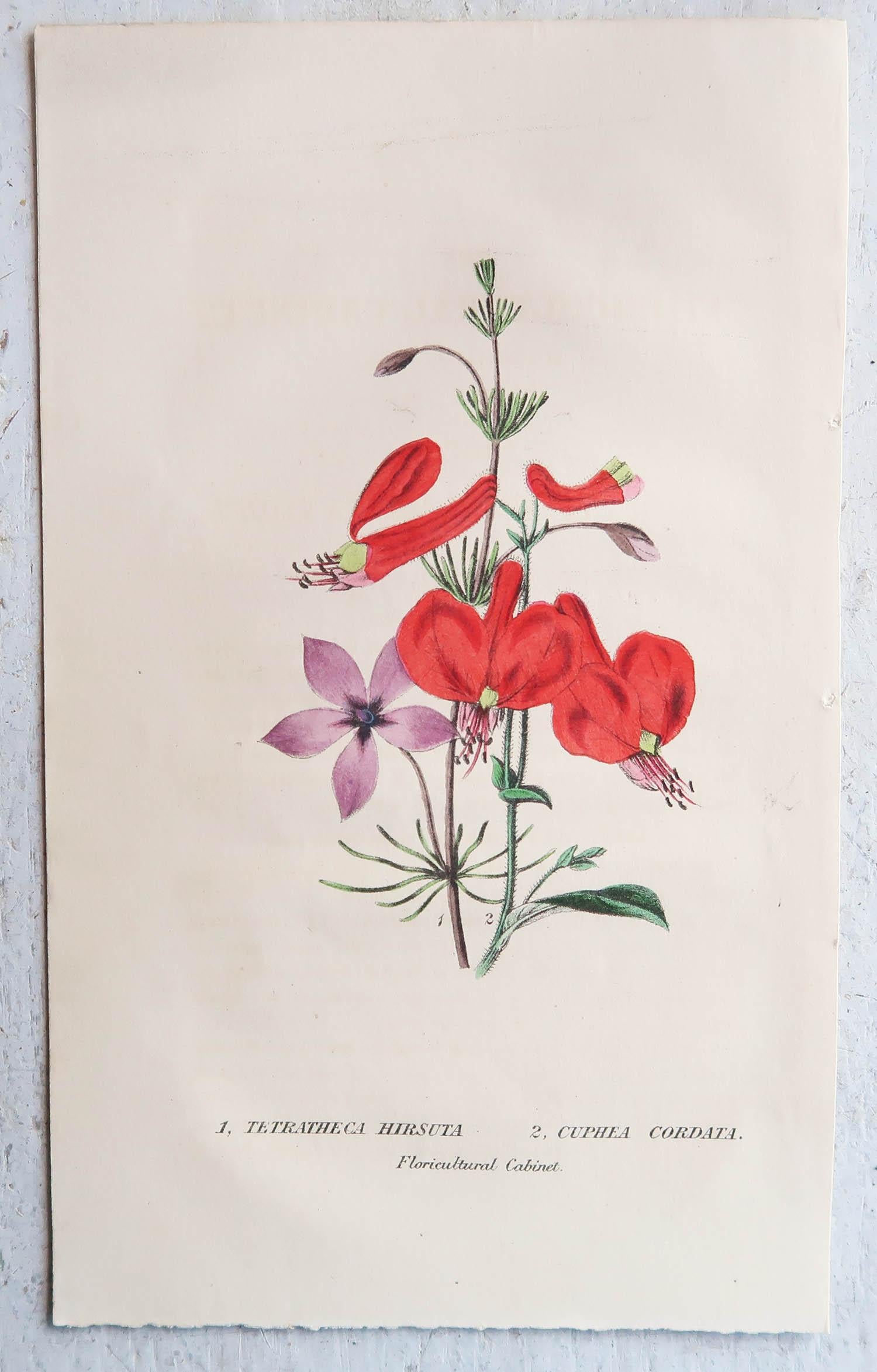 Paper Set of 12 Original Antique Botanical Prints, circa 1840 For Sale