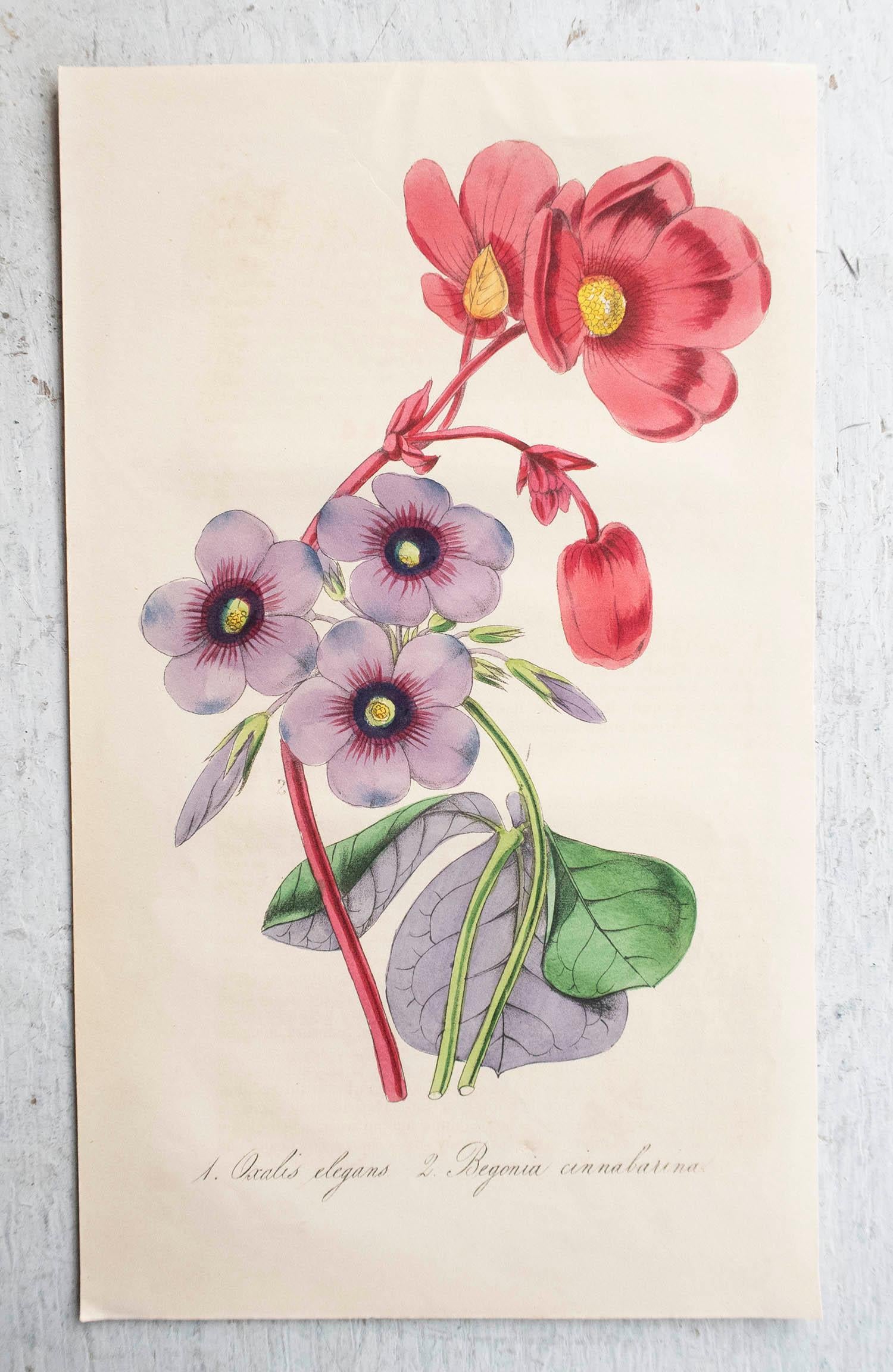 Conjunto de 12 grabados botánicos antiguos originales, circa 1840 Papel en venta