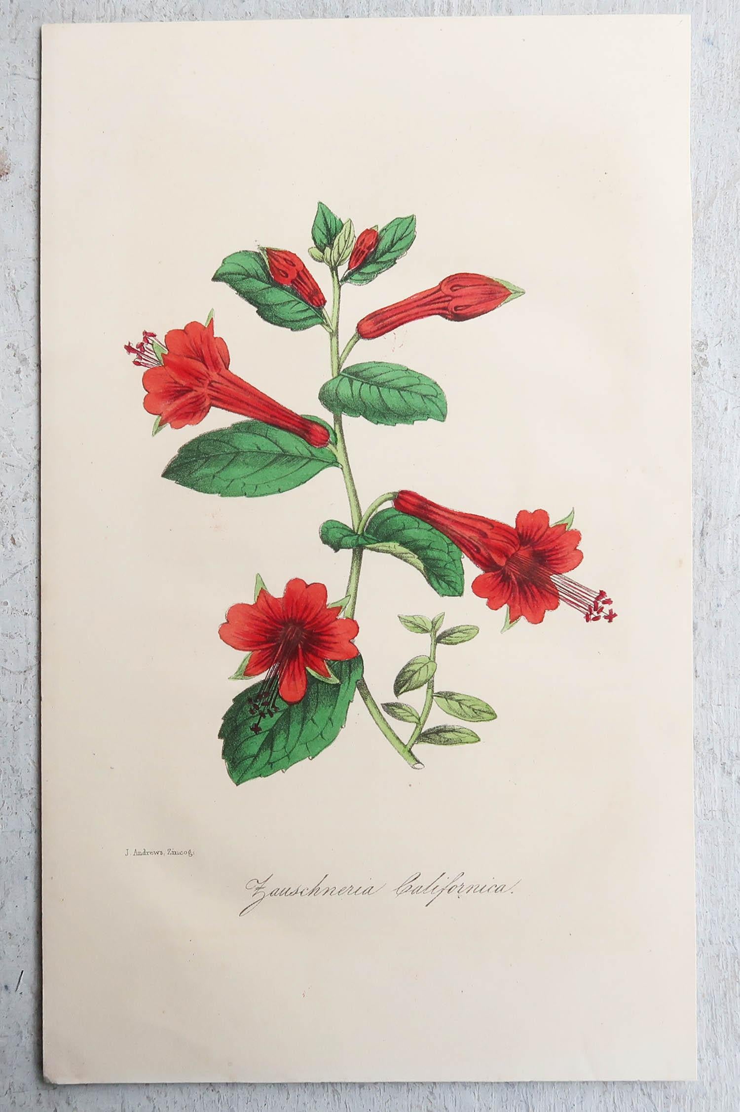 Paper Set of 12 Original Antique Botanical Prints, circa 1840