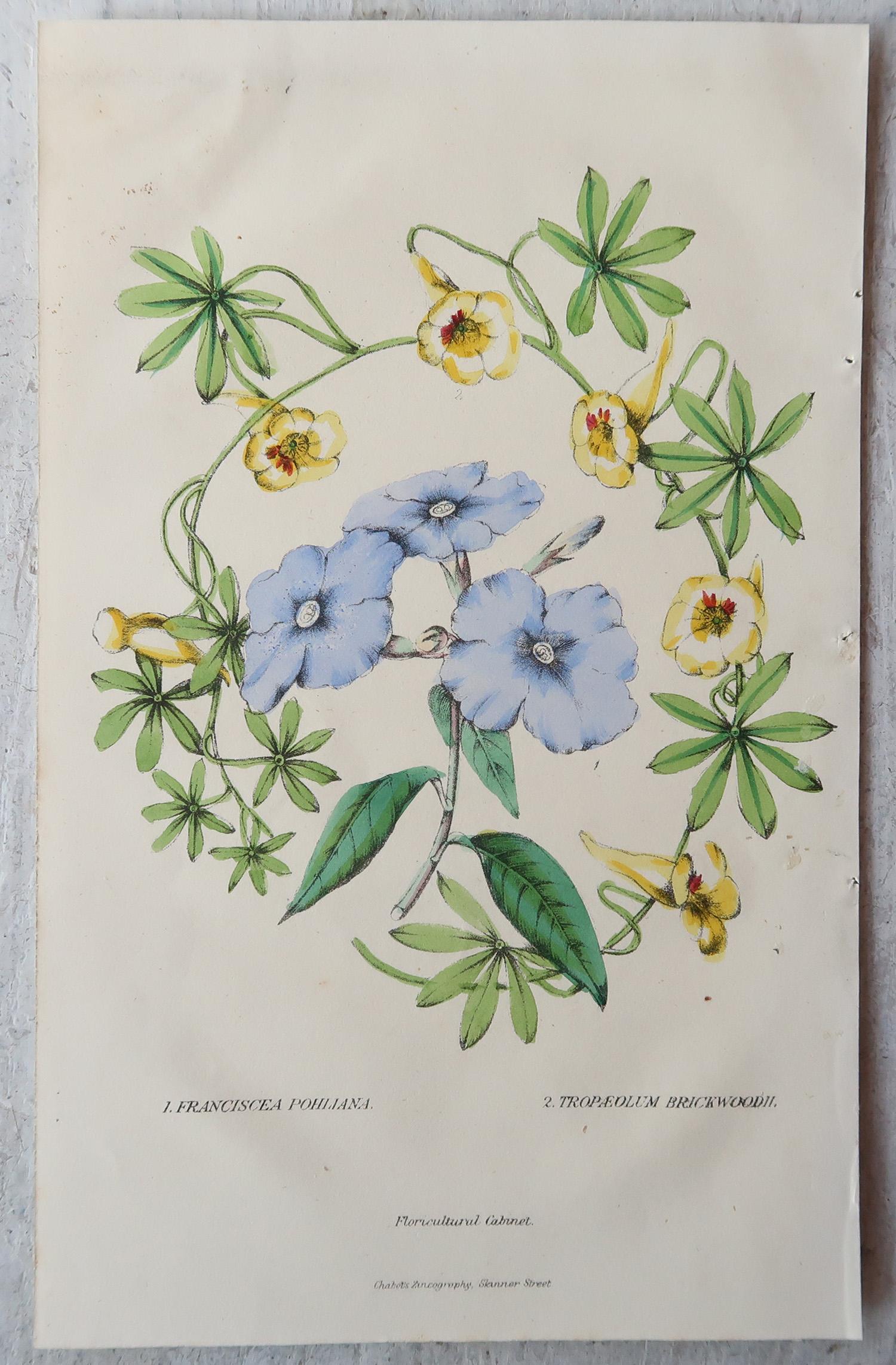 Paper Set of 12 Original Antique Botanical Prints, circa 1840