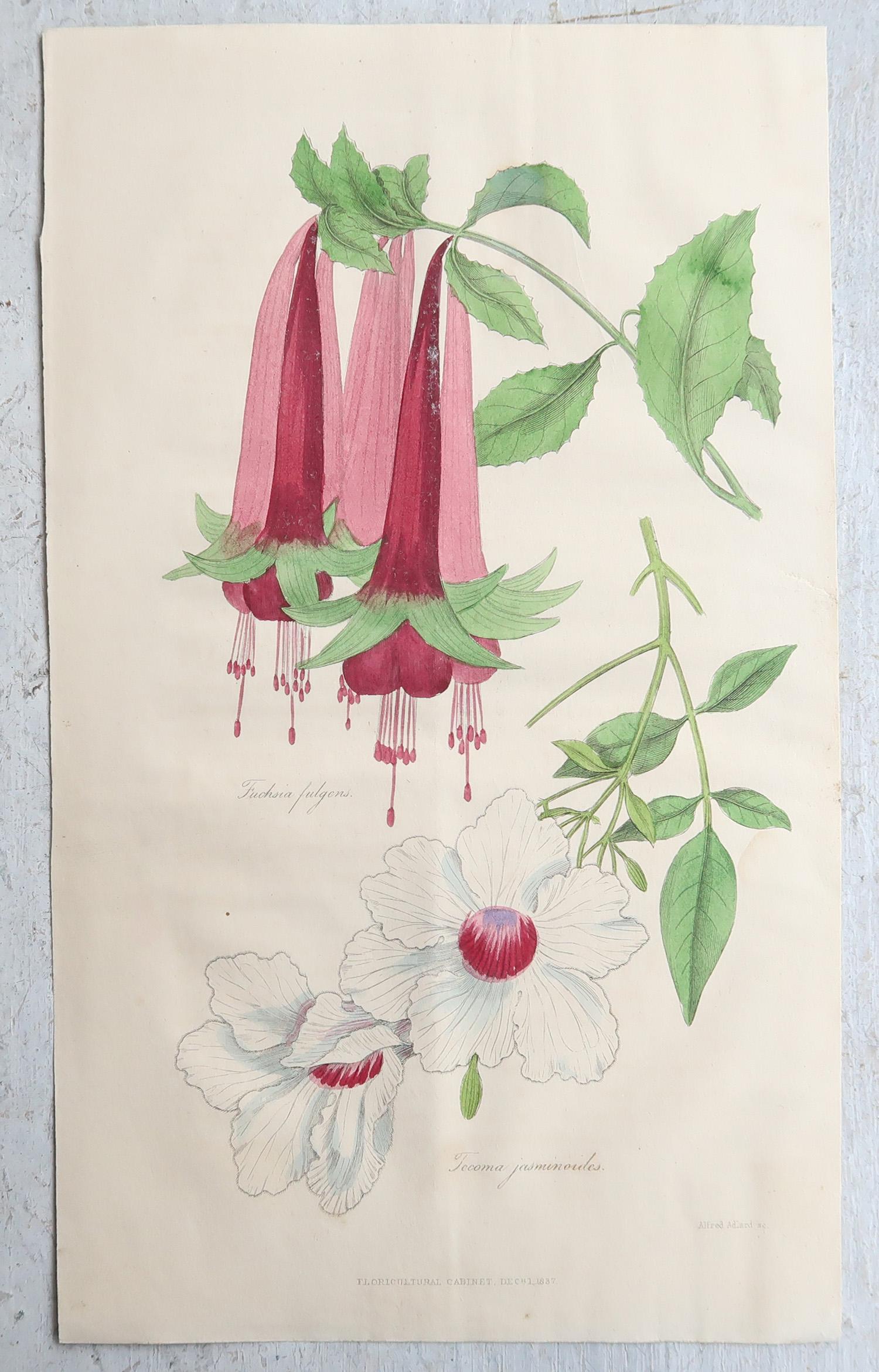 Set of 12 Original Antique Botanical Prints, circa 1840 (Papier) im Angebot