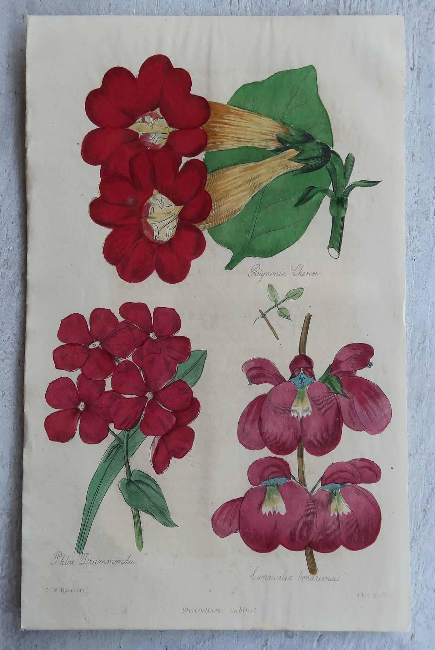Paper Set of 12 Original Antique Botanical Prints, circa 1840 For Sale