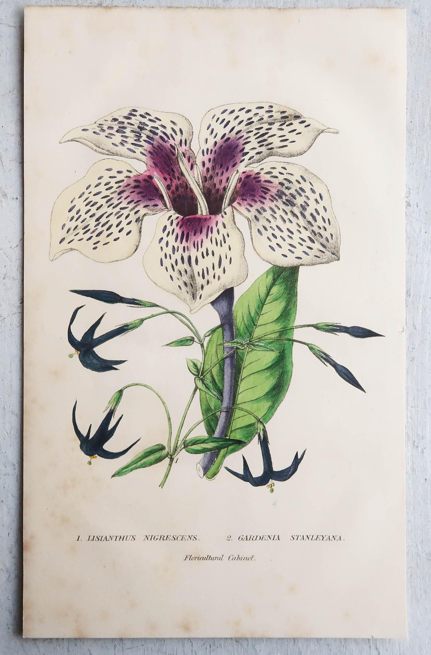 Set of 12 Original Antique Botanical Prints, circa 1840 1